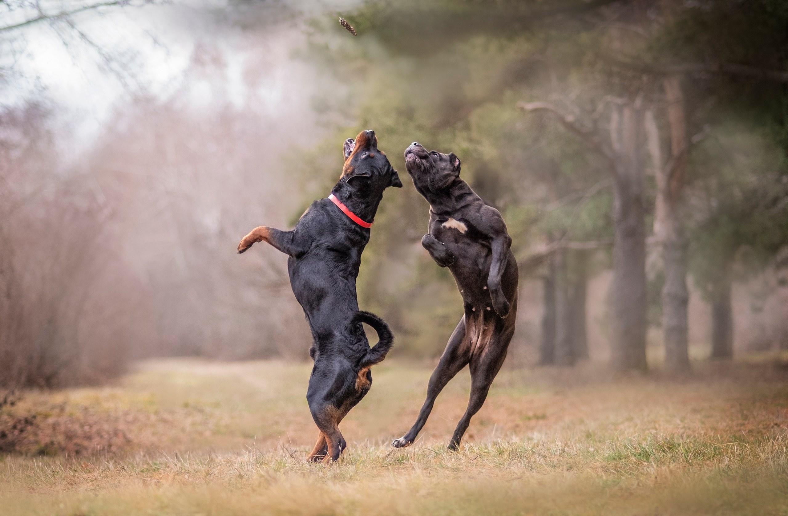 Фотограф анималист Ставрополь Яна Кудлай