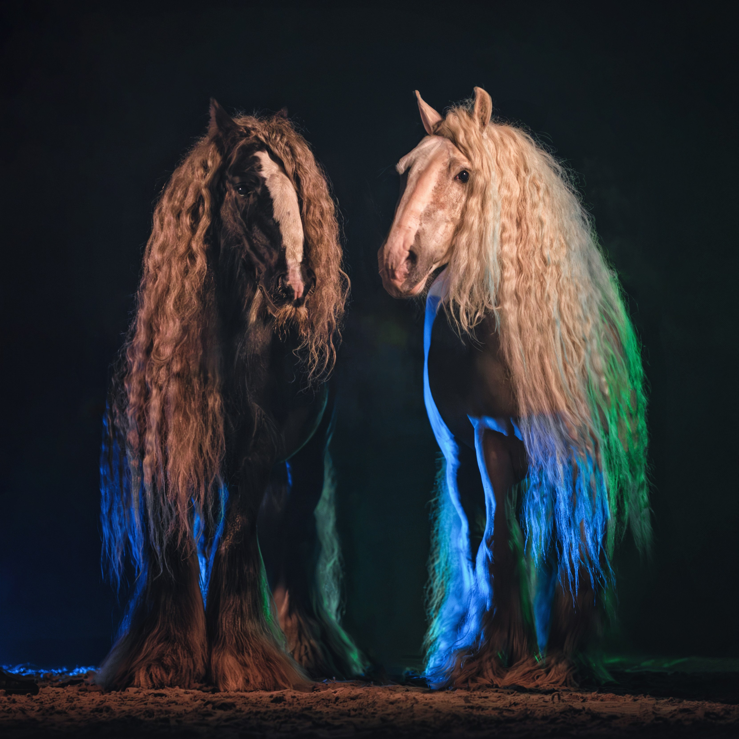 Мои достижения. Фотограф-анималист Юлия Зубкова