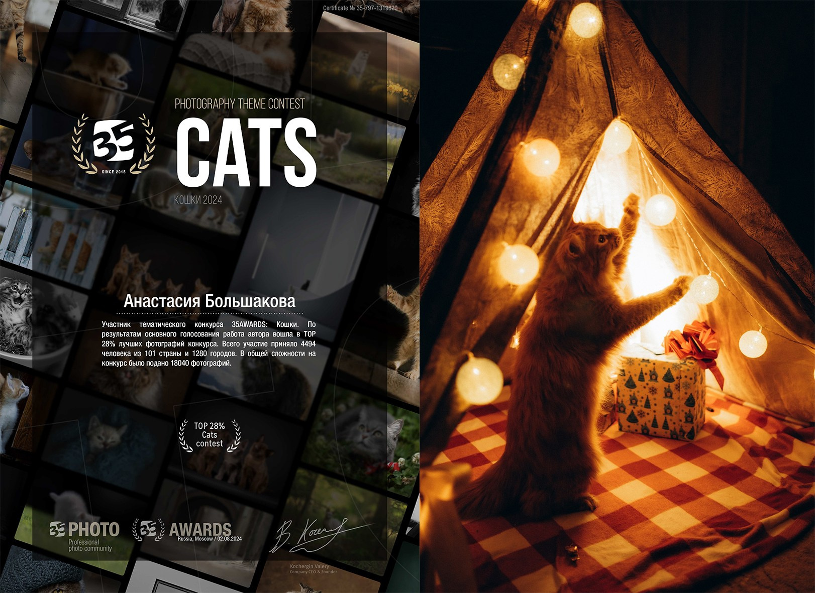 Мои достижения. Фотограф-анималист Анастасия Большакова