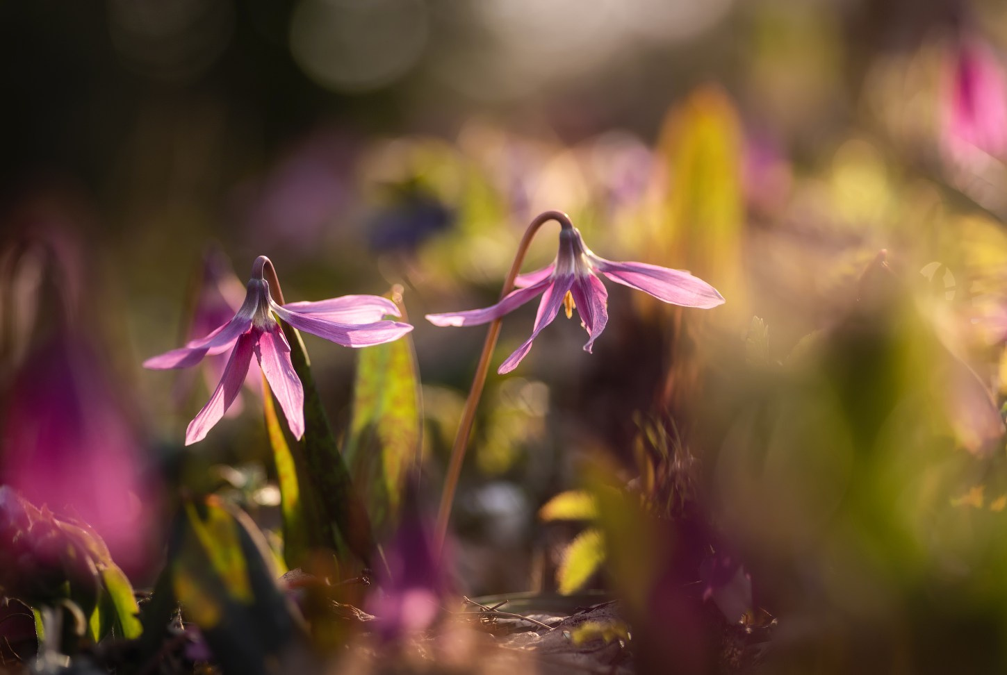 Кандык сибирский: живой реликт. Профессиональный пейзажный фотограф Алёна Рубан