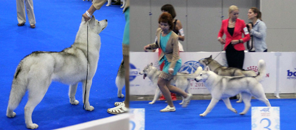 Новости питомника Ice Fantasy. Купить щенка Вельш-корги-кардиган в семейном питомнике — Ice Fantasy