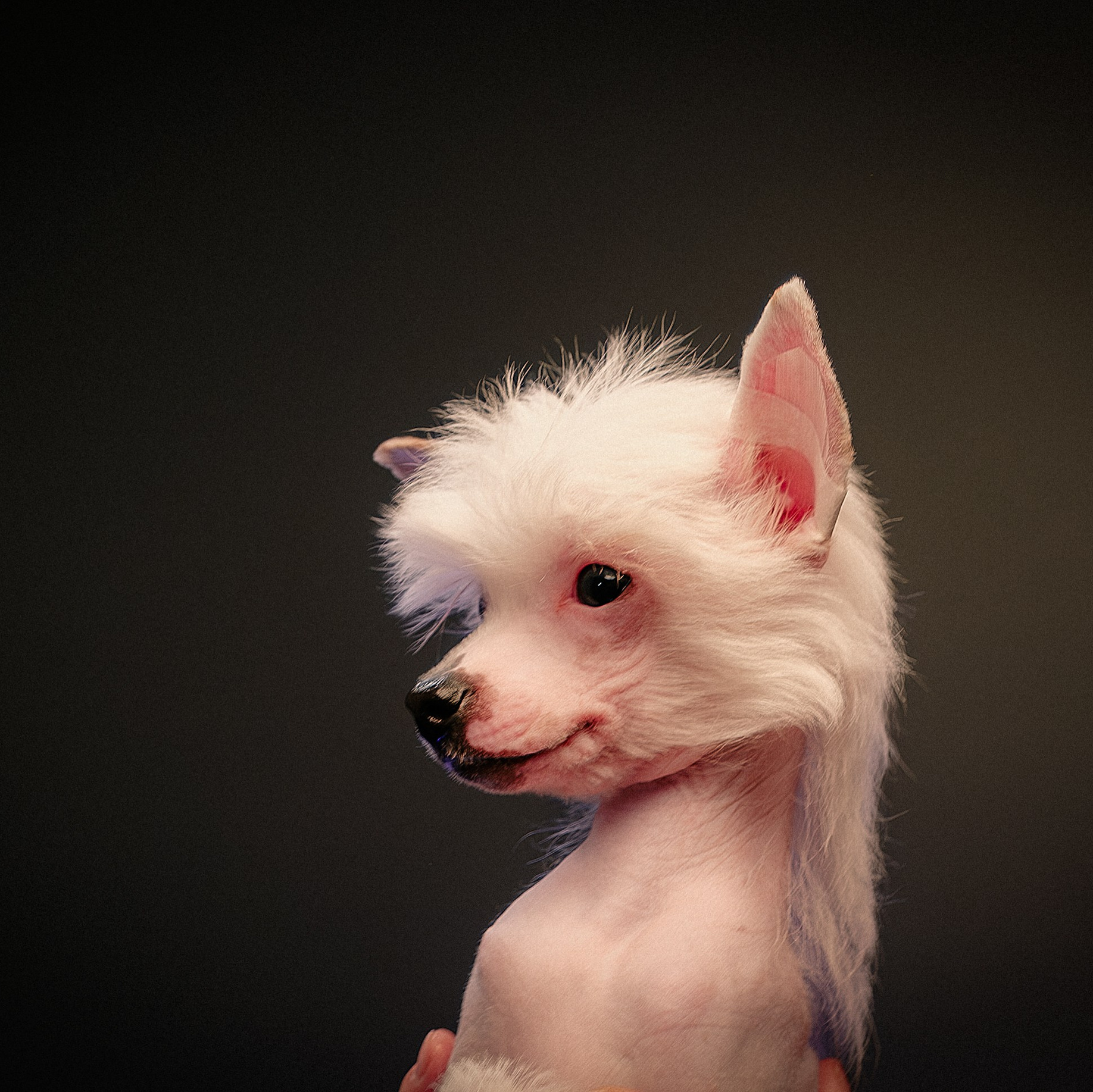 Francis (Laisan Island Francis) — New Home!. Chinese Crested Dog Kennel Poale Ell