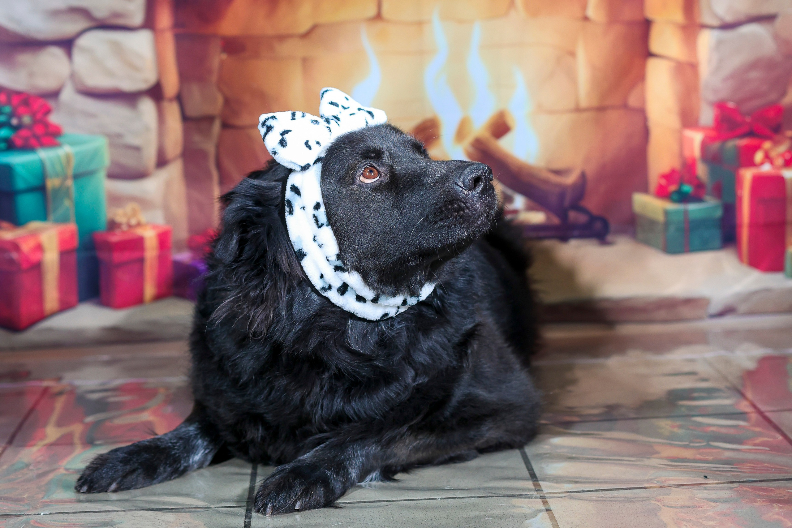 Приют четвероногий АНГЕЛ. Фотограф 📸 семейный, предметный, репортажный