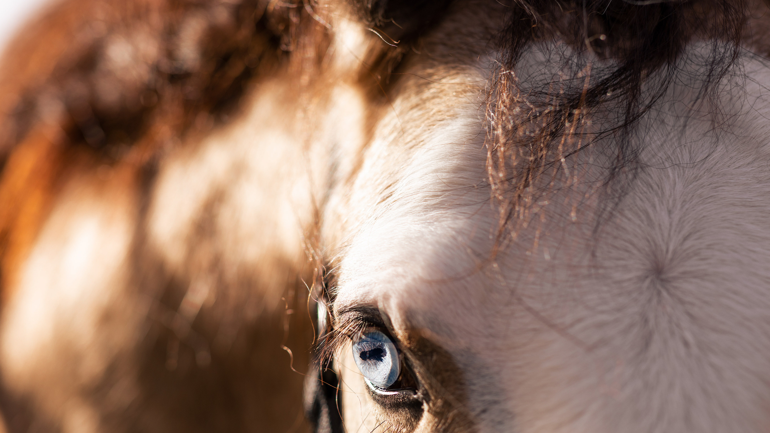Услуги. Mrs.Aquarelia Конный фотограф Марианна Леонтьева