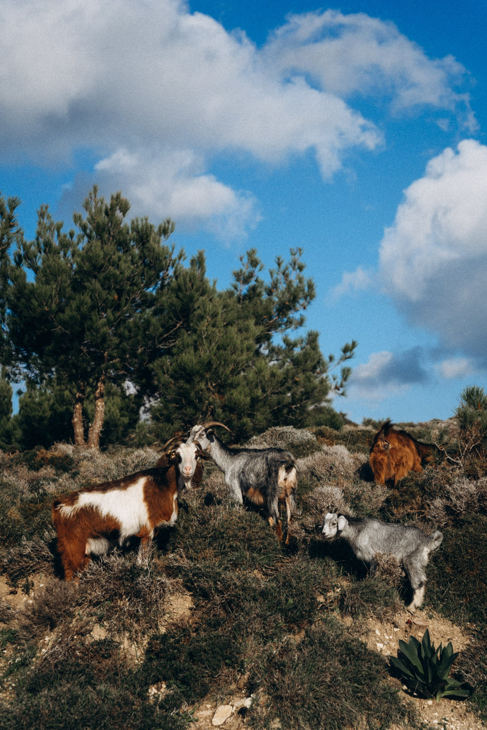Кефалос, Кос 🇬🇷. Anita_photo