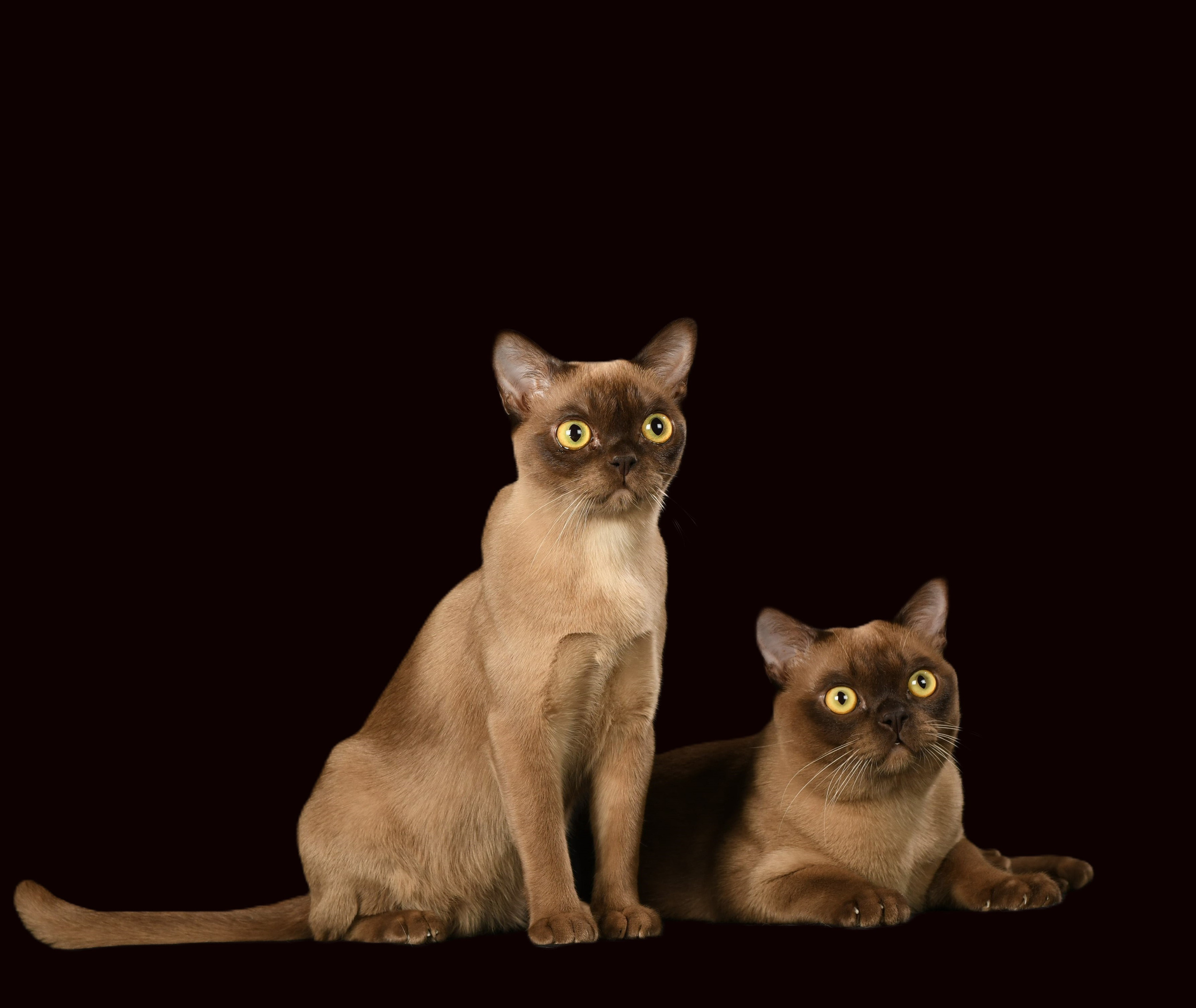 Котёнок американской бурмы. Las Burmas — питомник американской бурмы традиционных линий