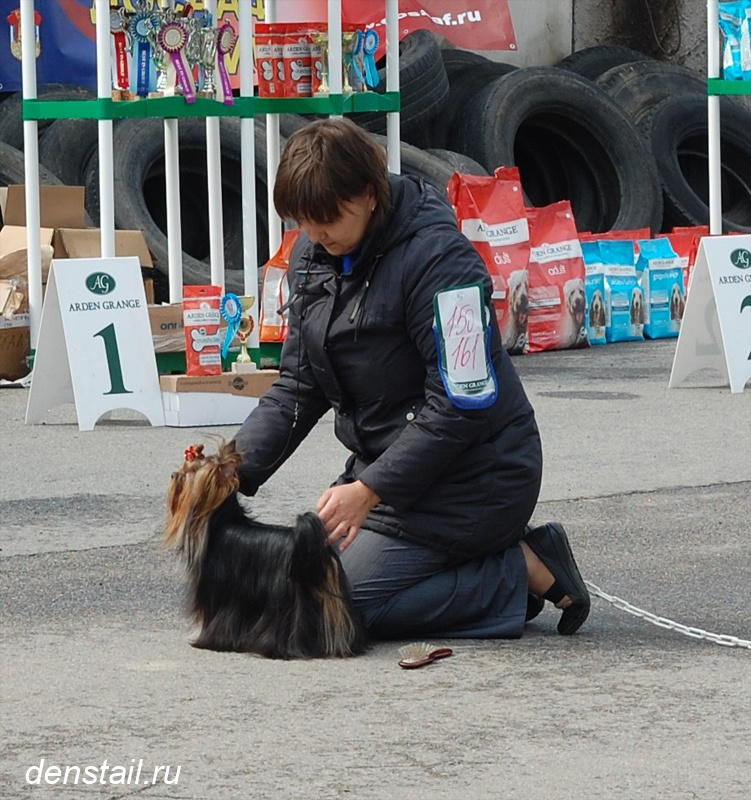2013 г Результаты выставок. Питомник Йоркширских терьеров Дэнстайл в Санкт-Петербурге заводчик Тих