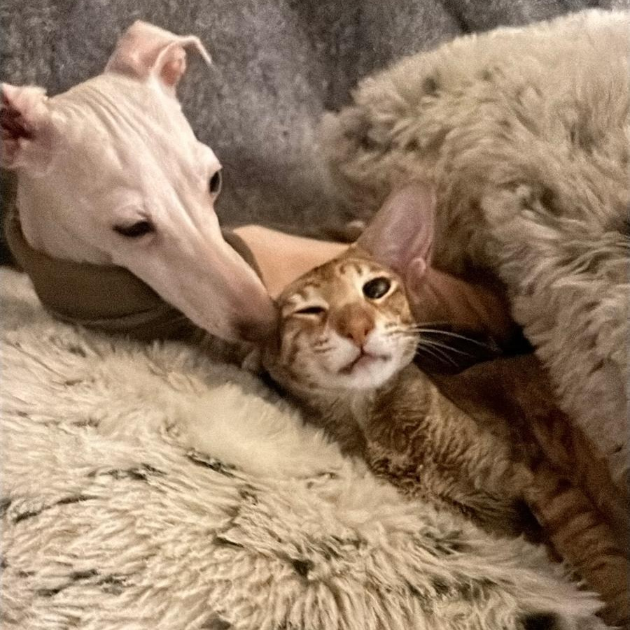 Левретки и кошки. Профессиональный питомник левреток РКФ/FCI ASTI SAPPHIRE 💎 Сочи|Санкт-Петербург