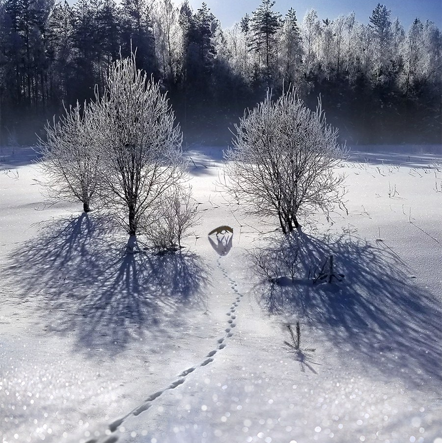Фототур. Зима в Суздале. 2 — 4 декабря. Елена Шумилова
