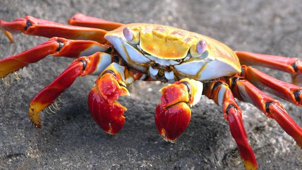 Что такое Хитозан? Для чего нам нужен хитозан?. «Сово-Сова» продукция для омоложения, здоровья и долголетия