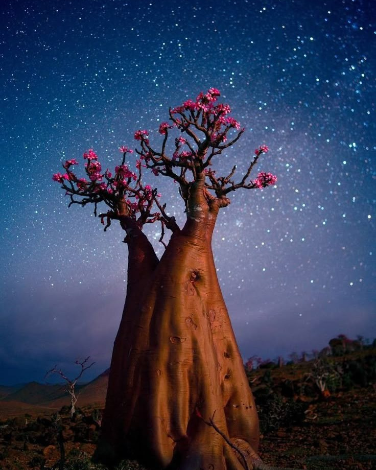 Фототур на остров Сокотра. Детский и семейный фотограф в Москве Катерина Орлова