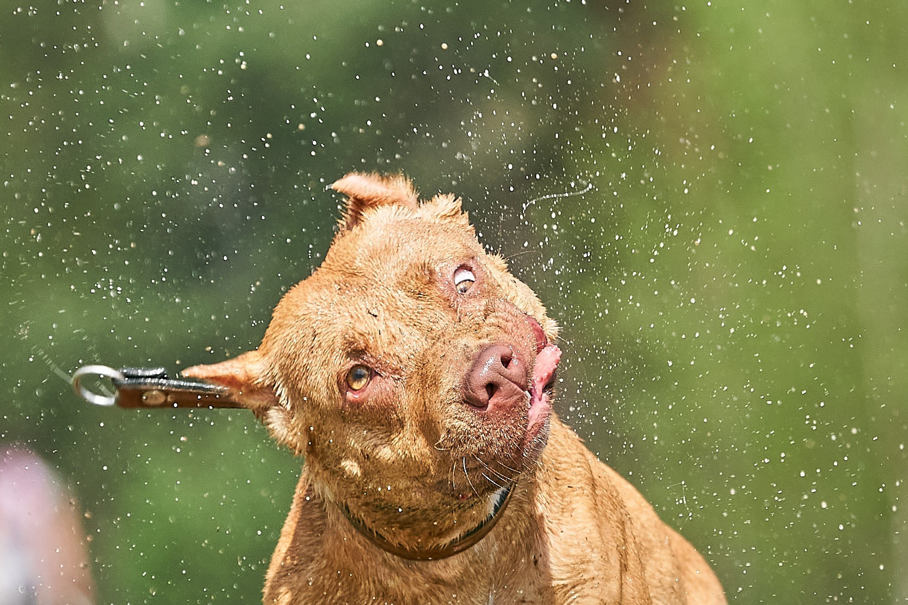 Фотограф-анималист Михаил Манухин