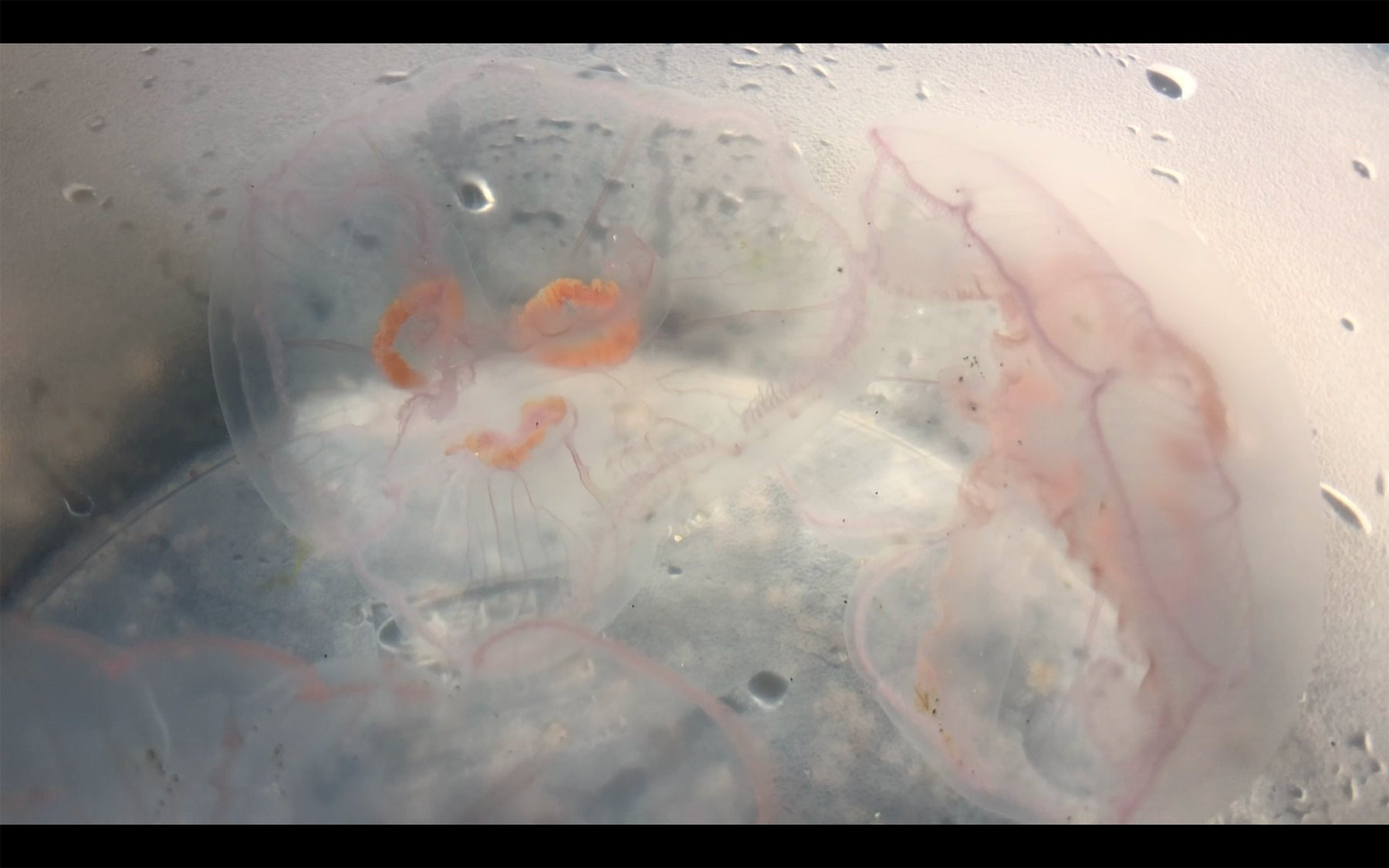 Безмолвие. Ксения Плотникова