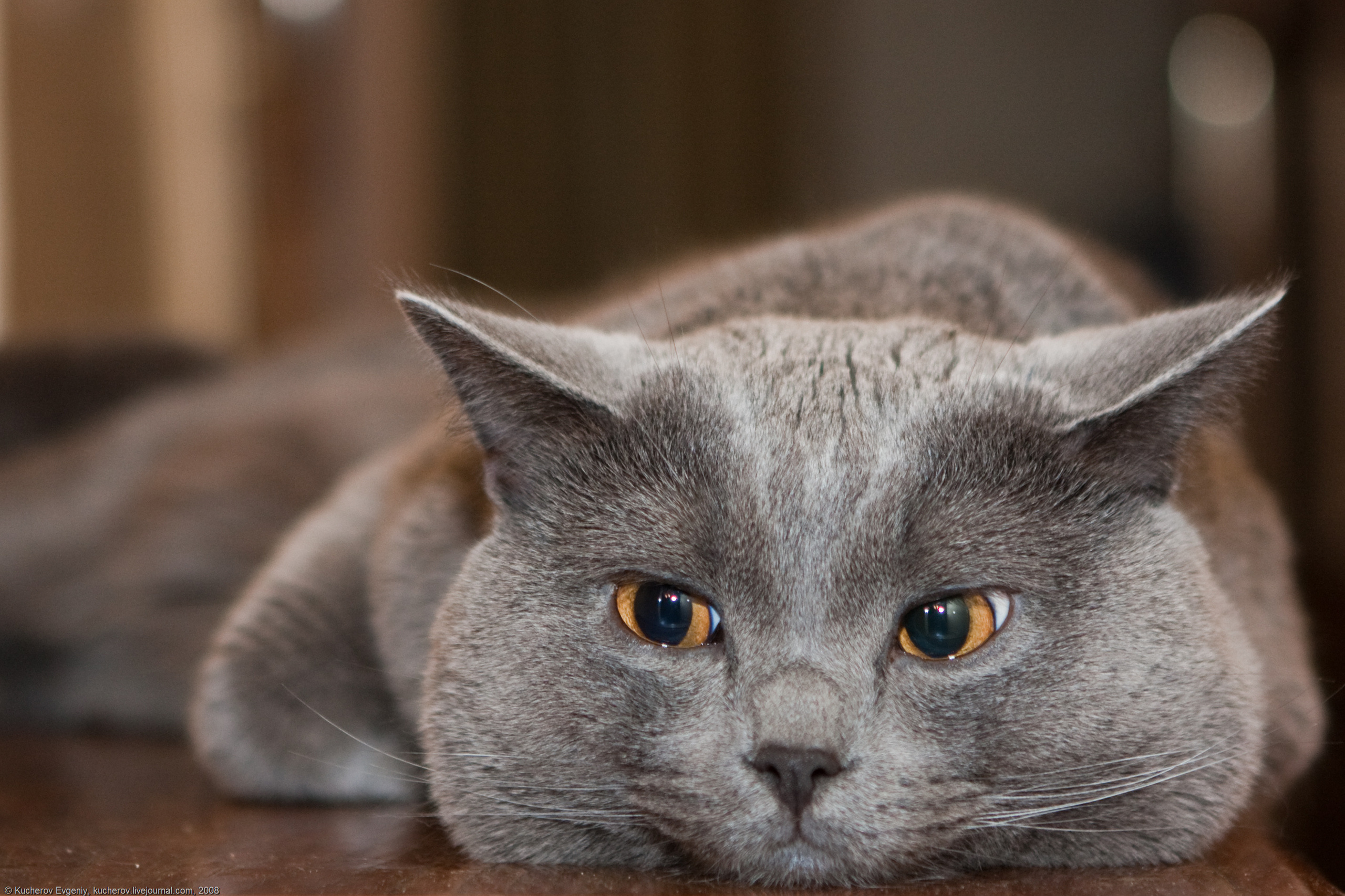 Кучеров Евгений. Фотограф