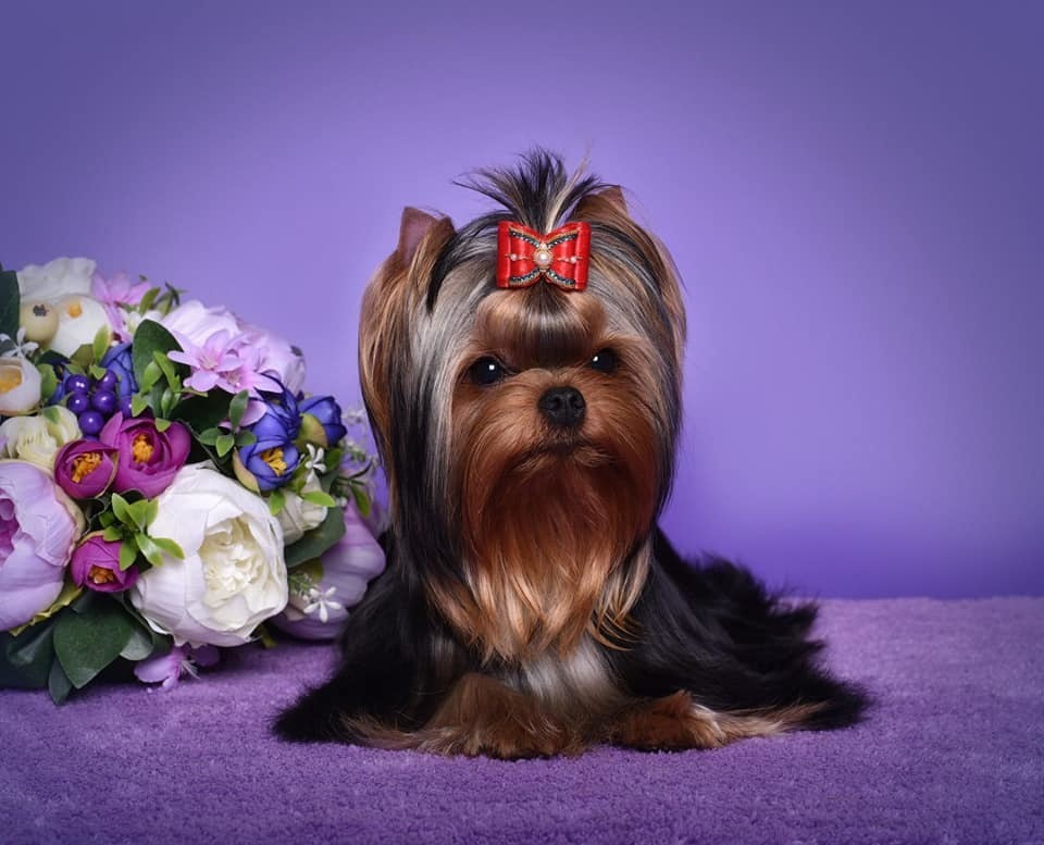 МИТТЭН СКАЙ ЗОИ САЛДАНА. Питомник Йоркширских терьеров Дэнстайл в Санкт-Петербурге заводчик Тих