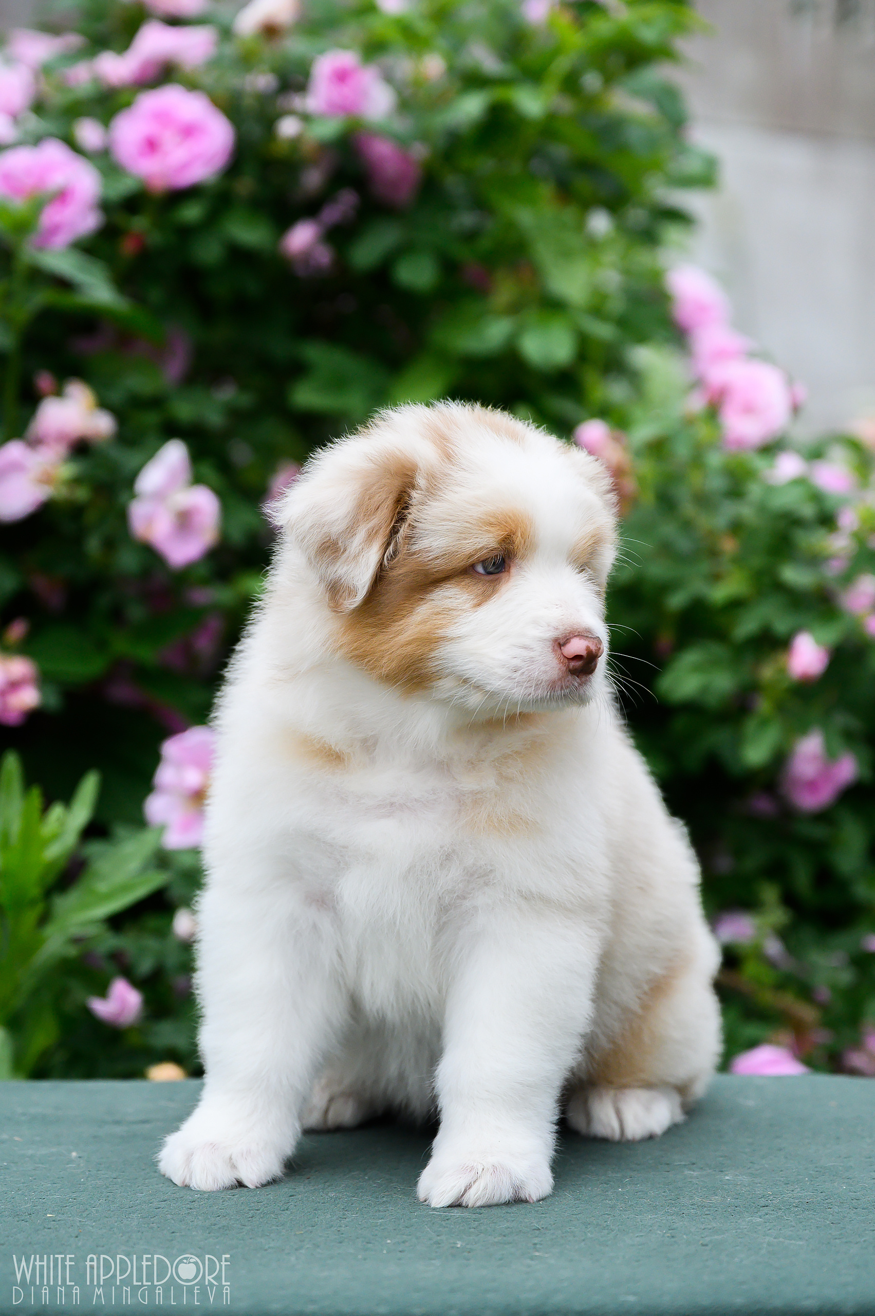 ПОМЕТ Б. Питомник австралийских овчарок «APPLEDORE»