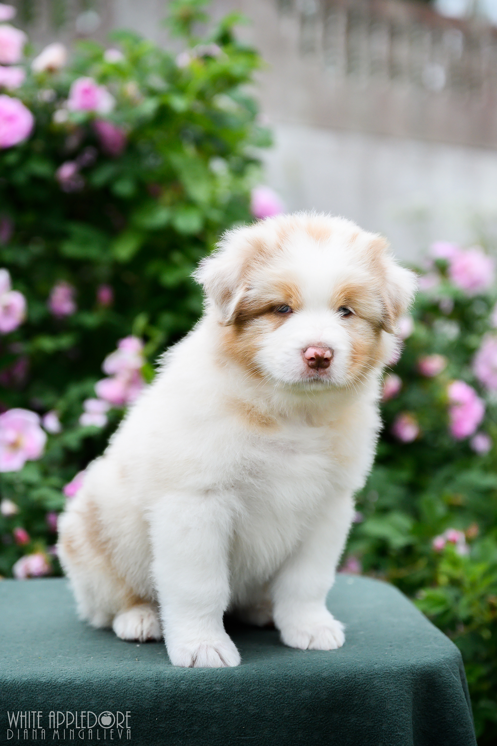 ПОМЕТ Б. Питомник австралийских овчарок «APPLEDORE»