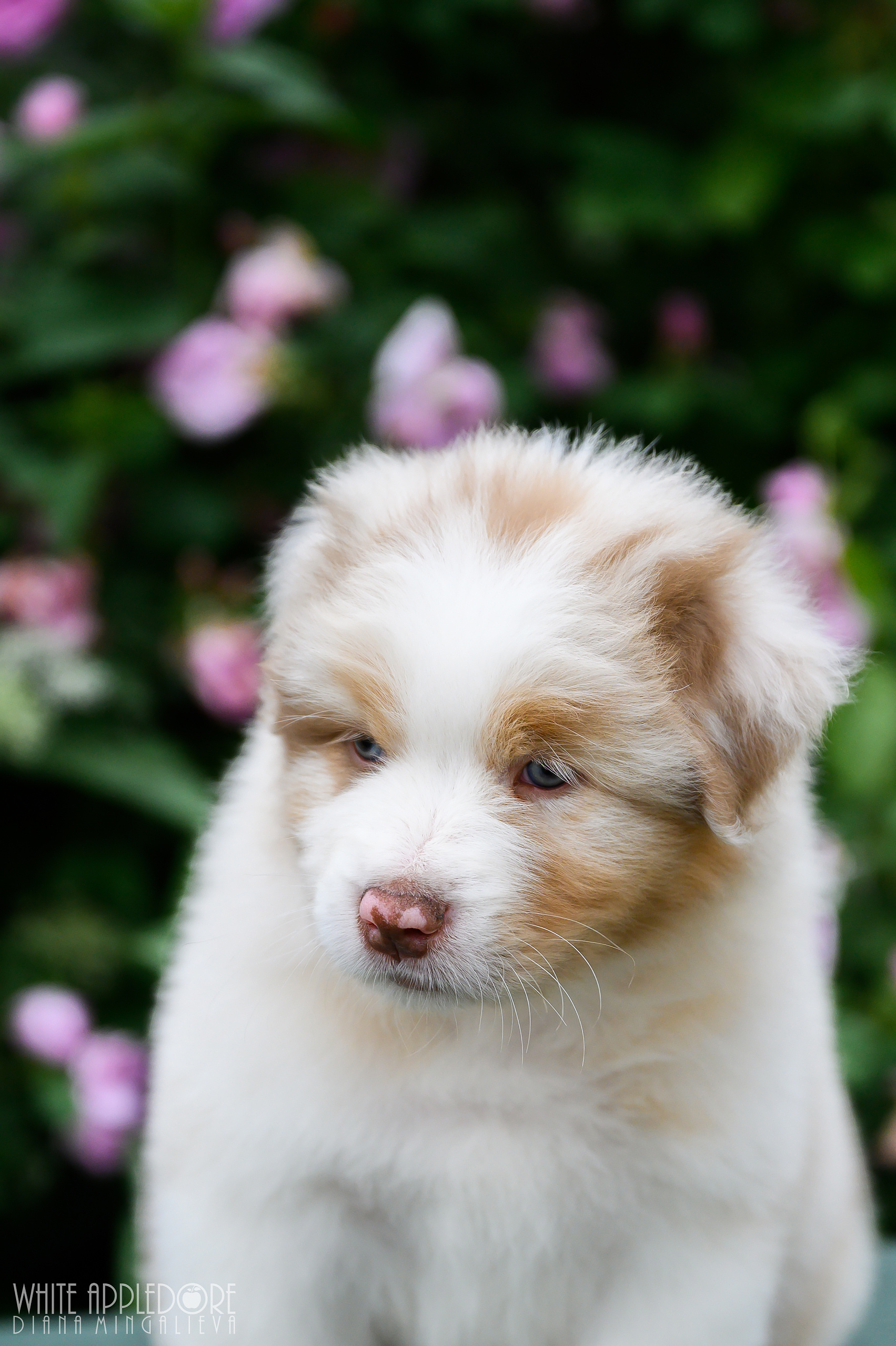 ПОМЕТ Б. Питомник австралийских овчарок «APPLEDORE»