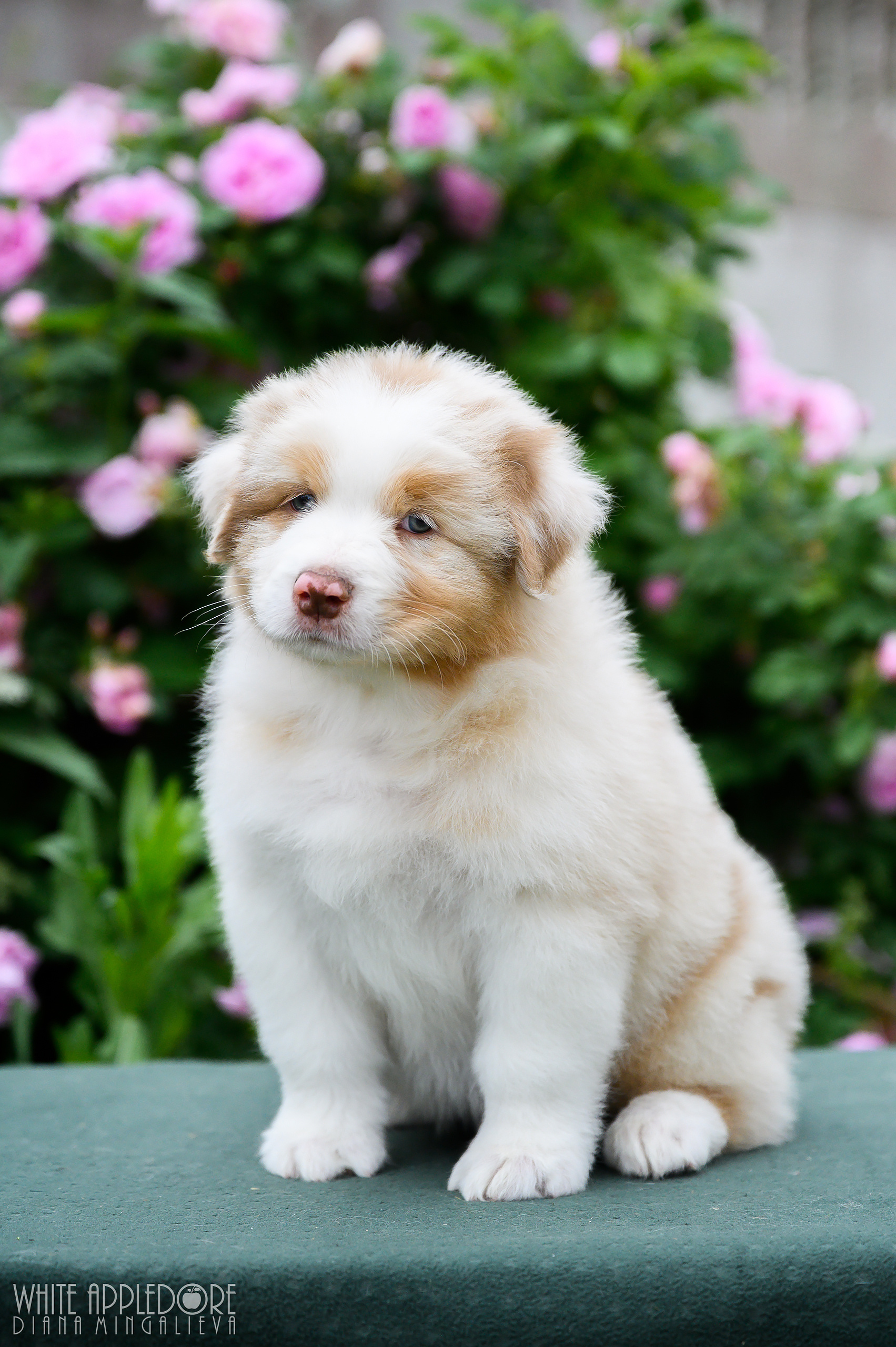 ПОМЕТ Б. Питомник австралийских овчарок «APPLEDORE»