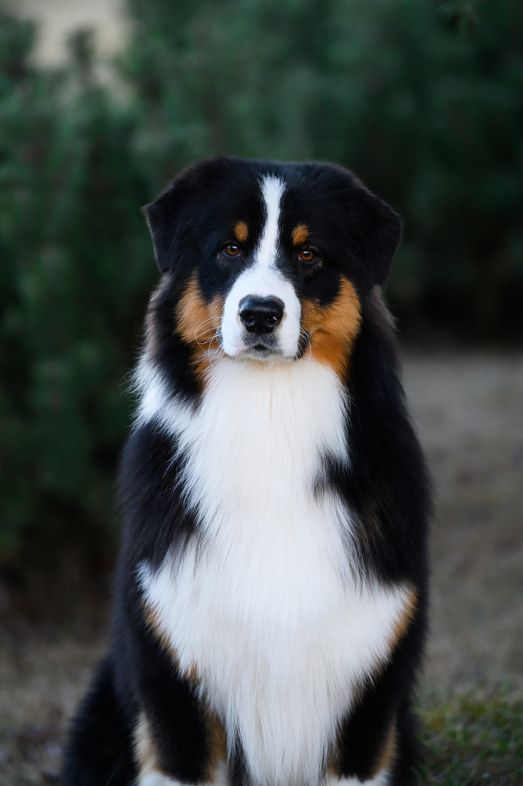 ХАРТ. Питомник австралийских овчарок «APPLEDORE»