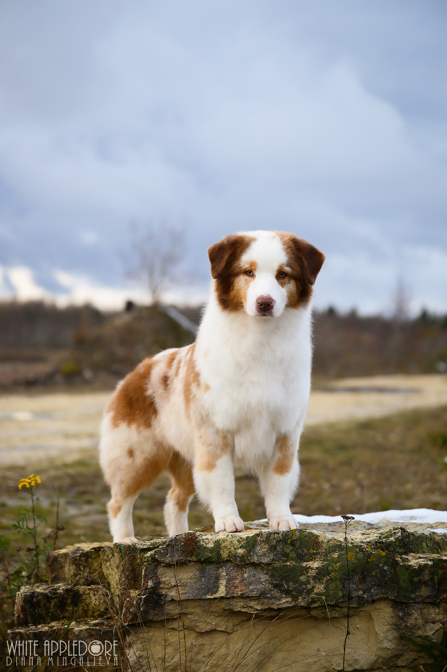 КАСЯ. Питомник австралийских овчарок «APPLEDORE»