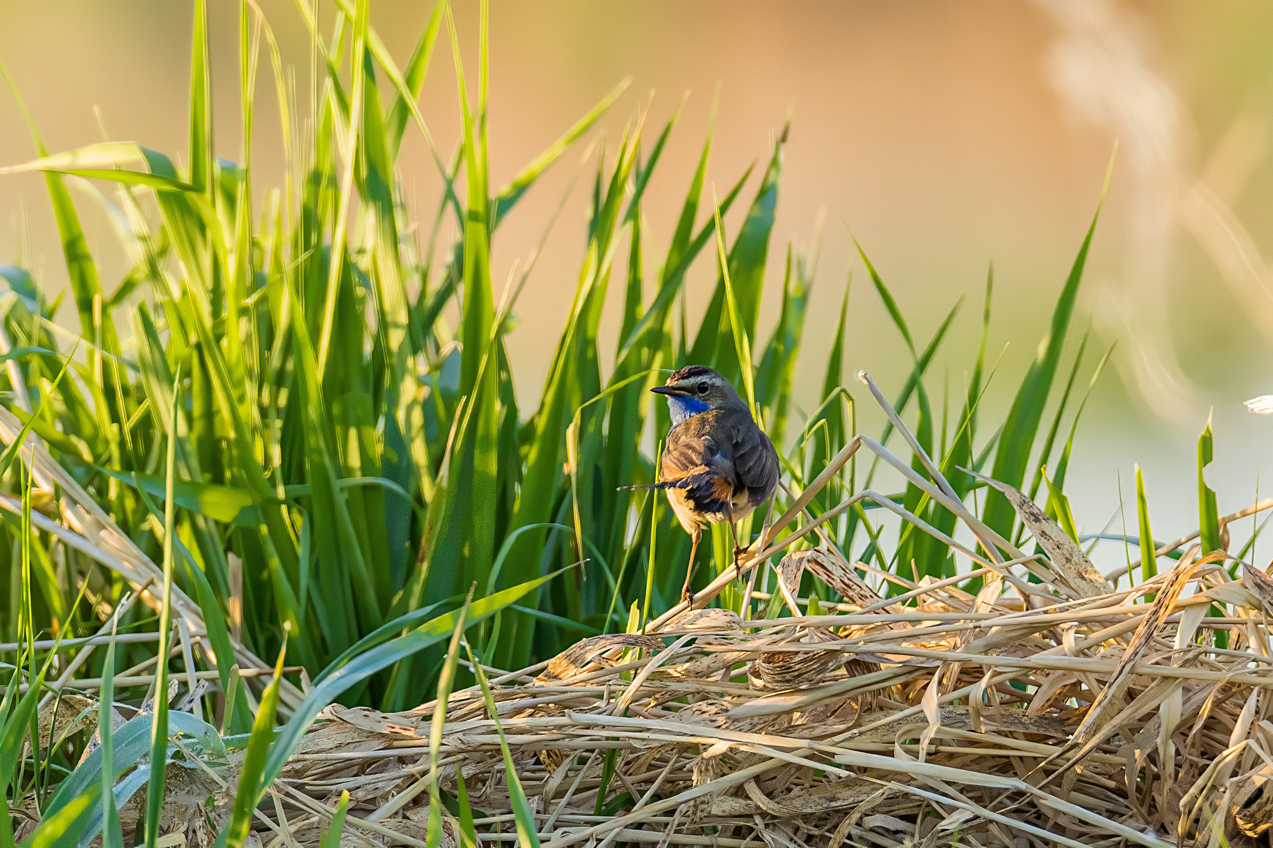 35 Awards «Дикий животный мир: Птицы». Photomantis