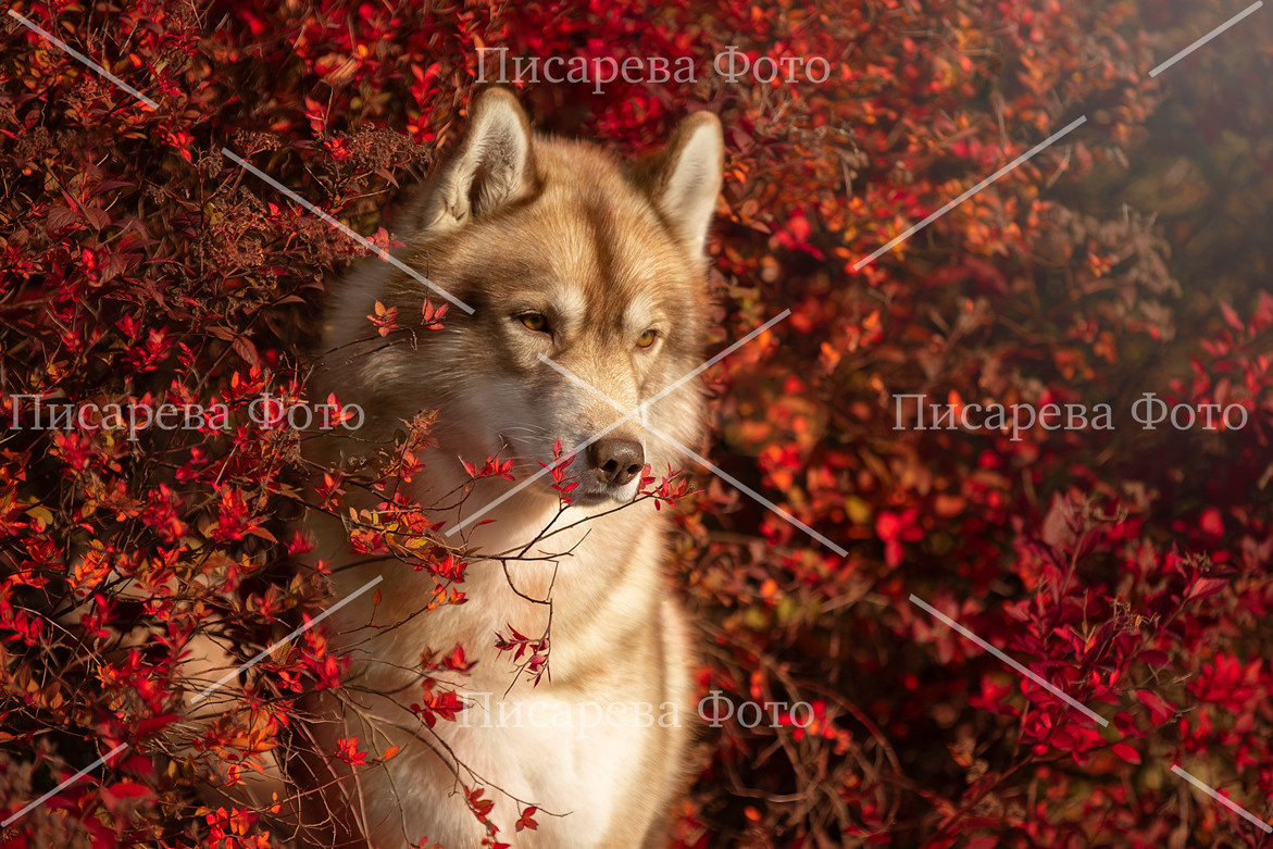 Портрет рыжего хаски на фоне красных кустов