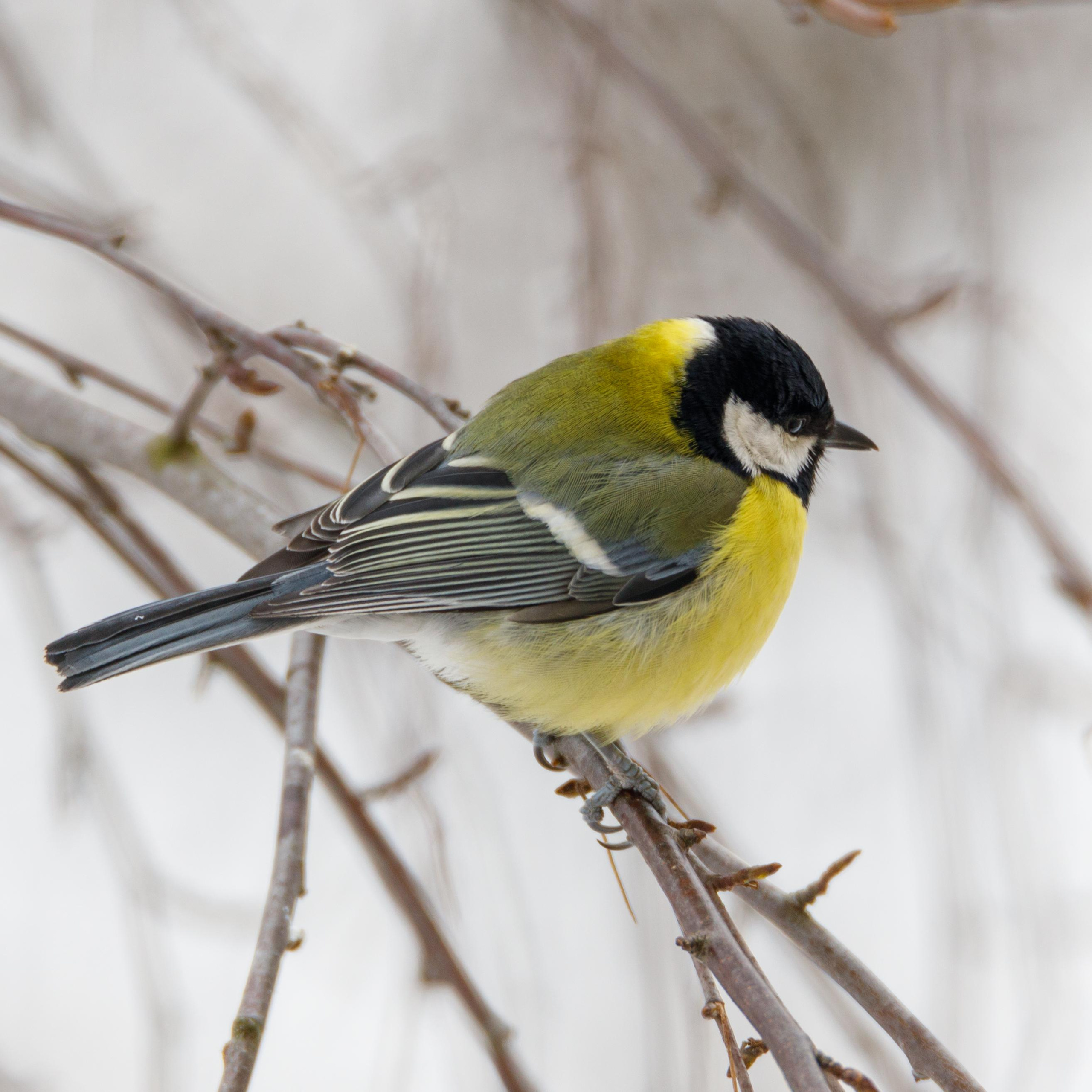 Птицы за моим окном. Фотограф Евгений Стельмах в Молодечно и Минске