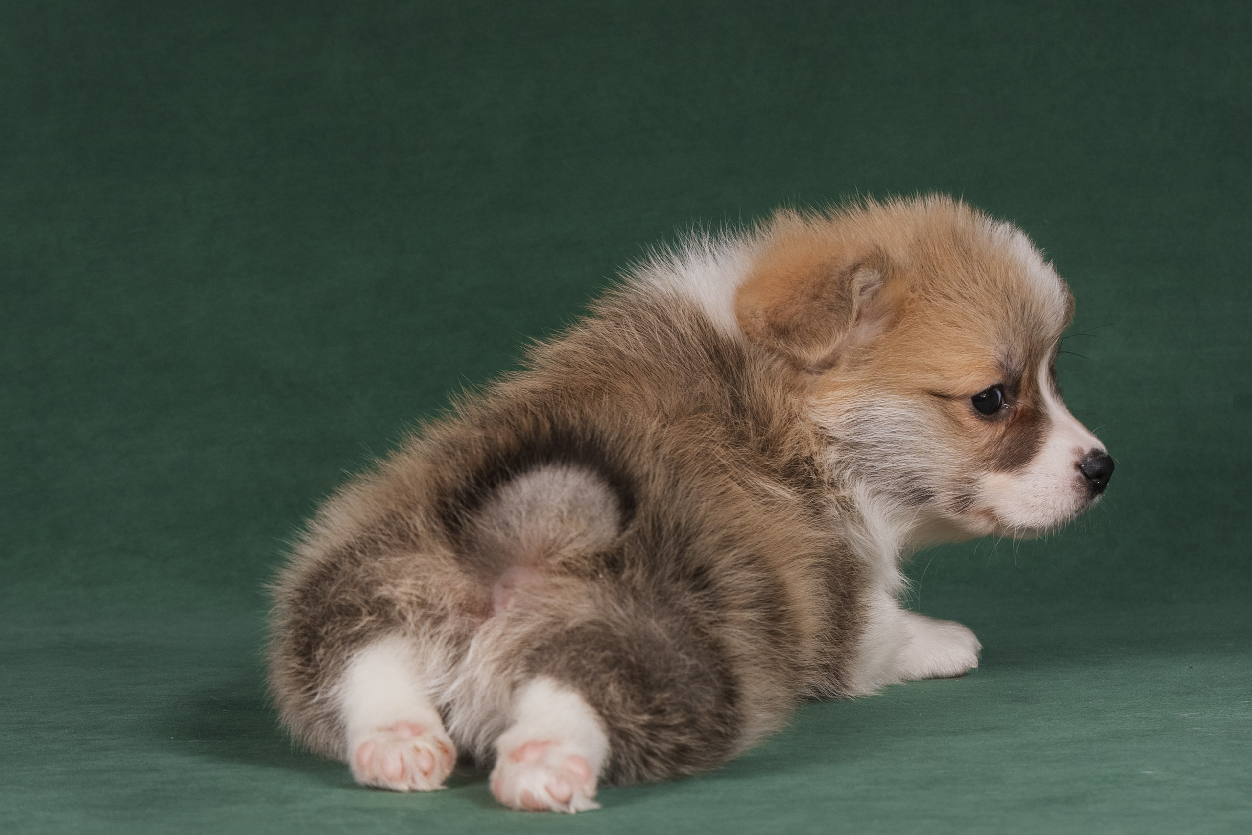 Купить щенка вельш корги кардиган из питомника Ice Fantasy. Ice Fantasy kennel: professional breeding of Siberian huskies and wels