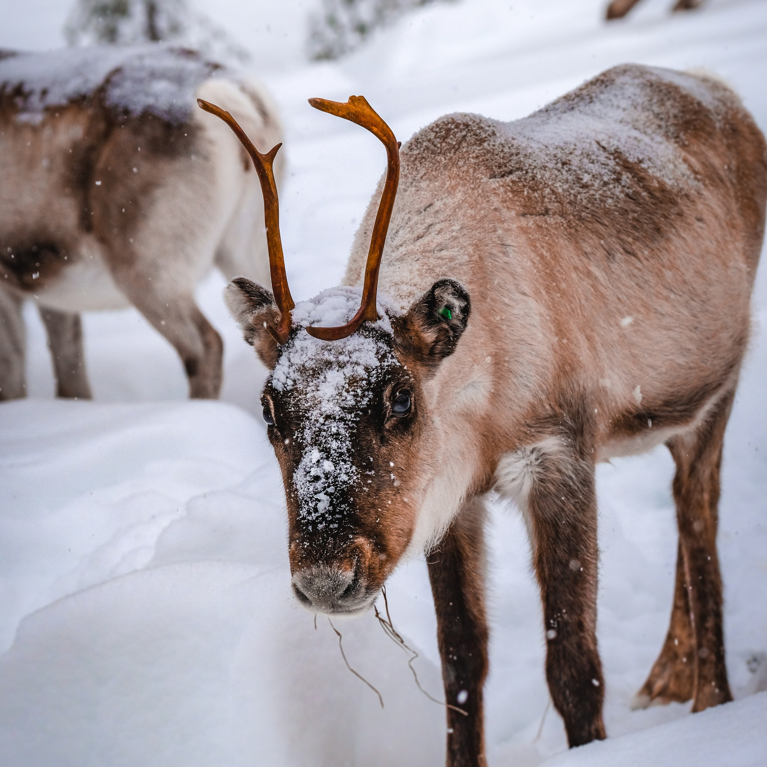 фотосессия с оленями спб