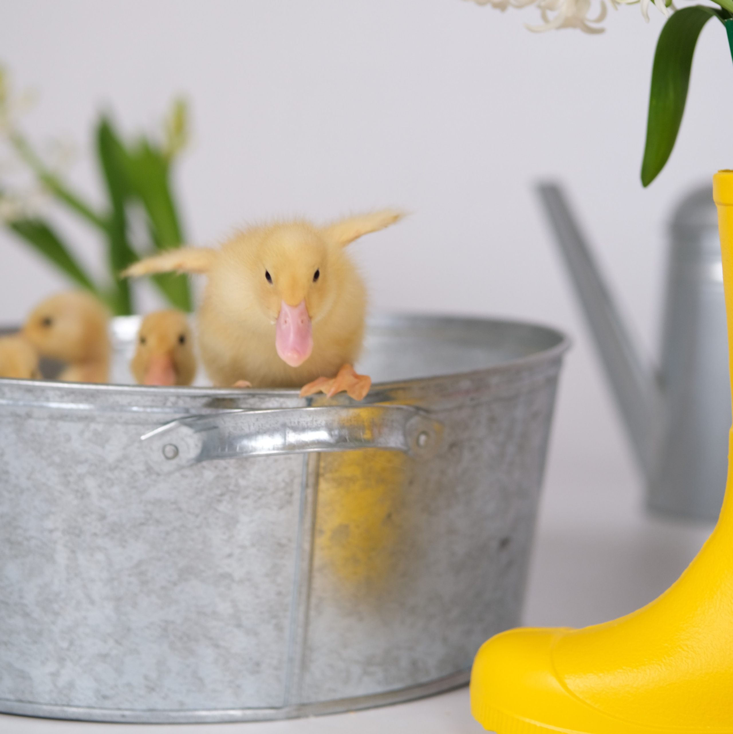 Детские фотосессии с утятами в Железнодорожном и Балашихе