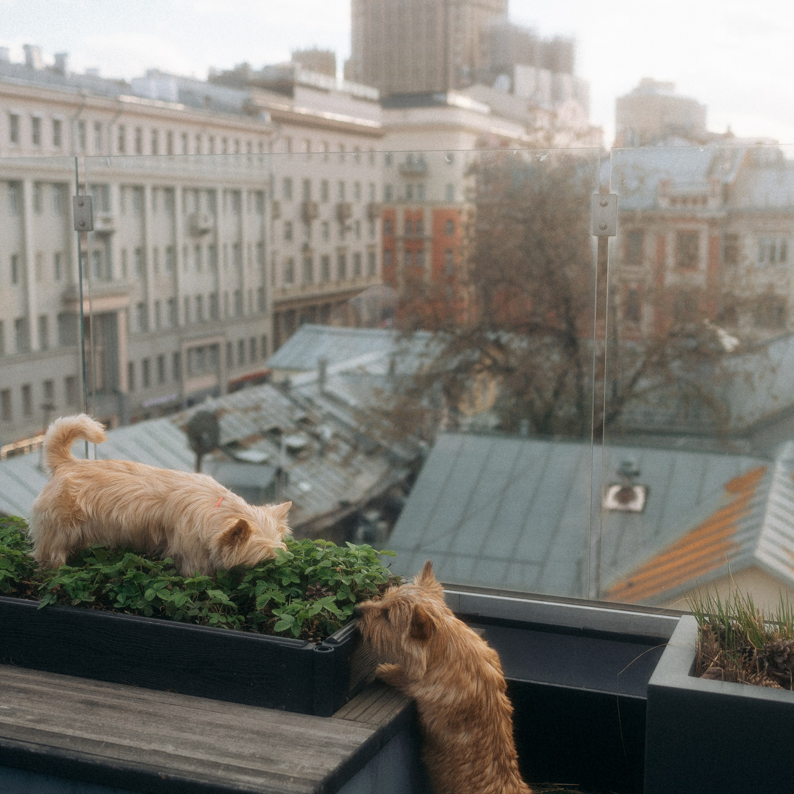 Консультации. Фотограф анималист Анастасия Пикей