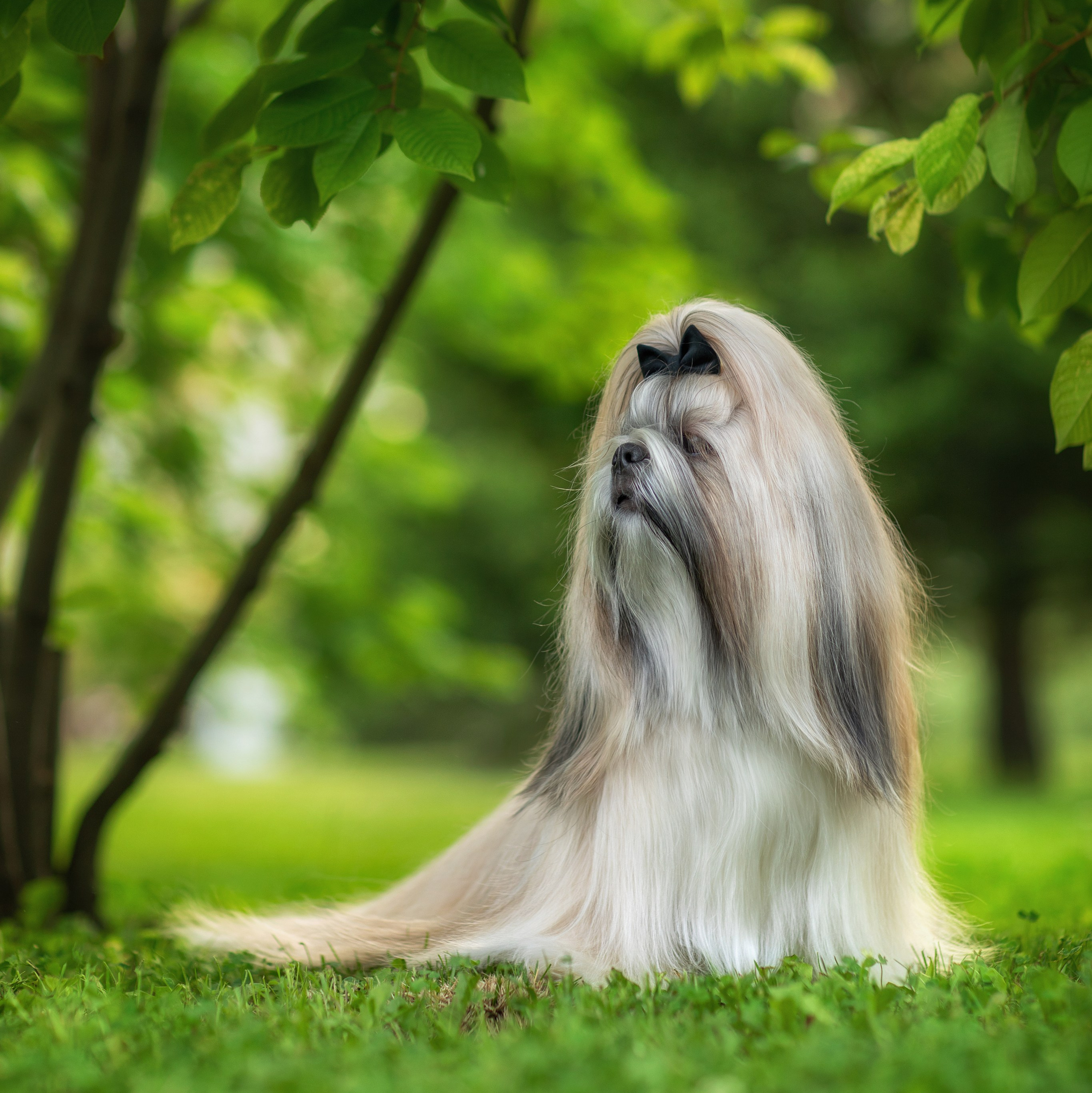 Пакеты услуг и цены. Фотограф для Вашей собаки