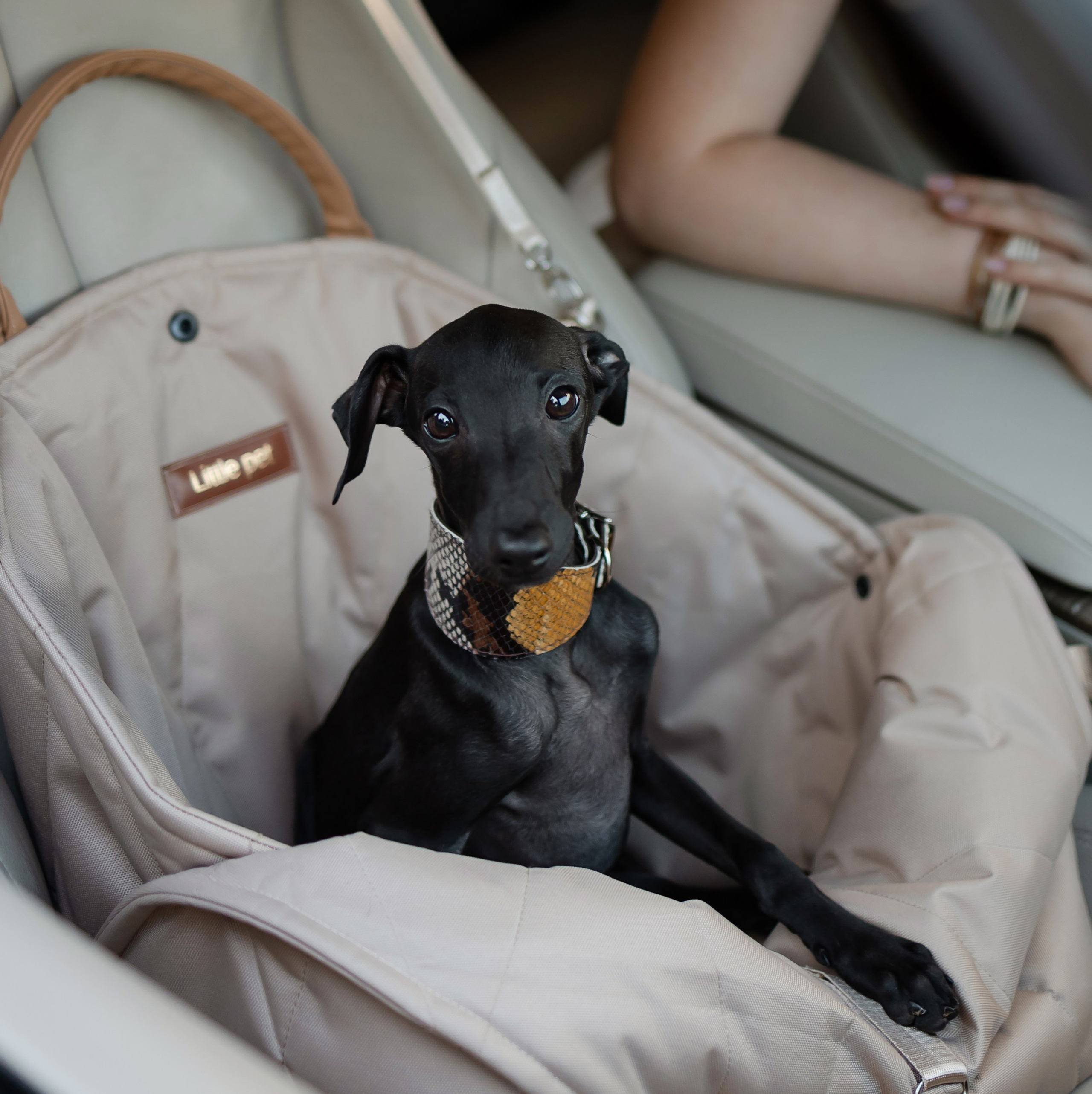 Проверенные зоотовары для левреток от питомника Asti Sapphire. Профессиональный питомник левреток РКФ/FCI ASTI SAPPHIRE 💎 Сочи|Санкт-Петербург