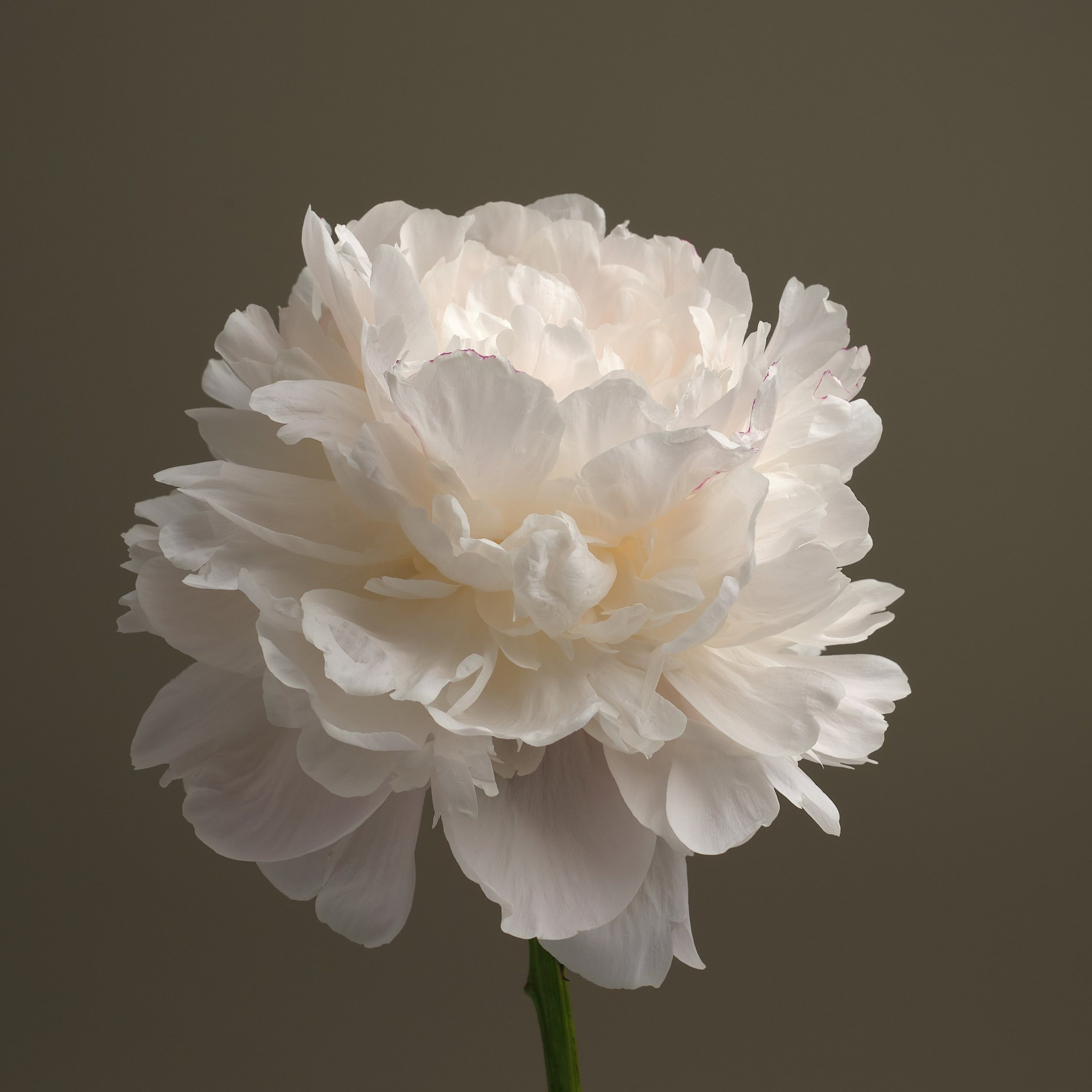 Контакты. Предметный фотограф Евгения Ларчуженкова