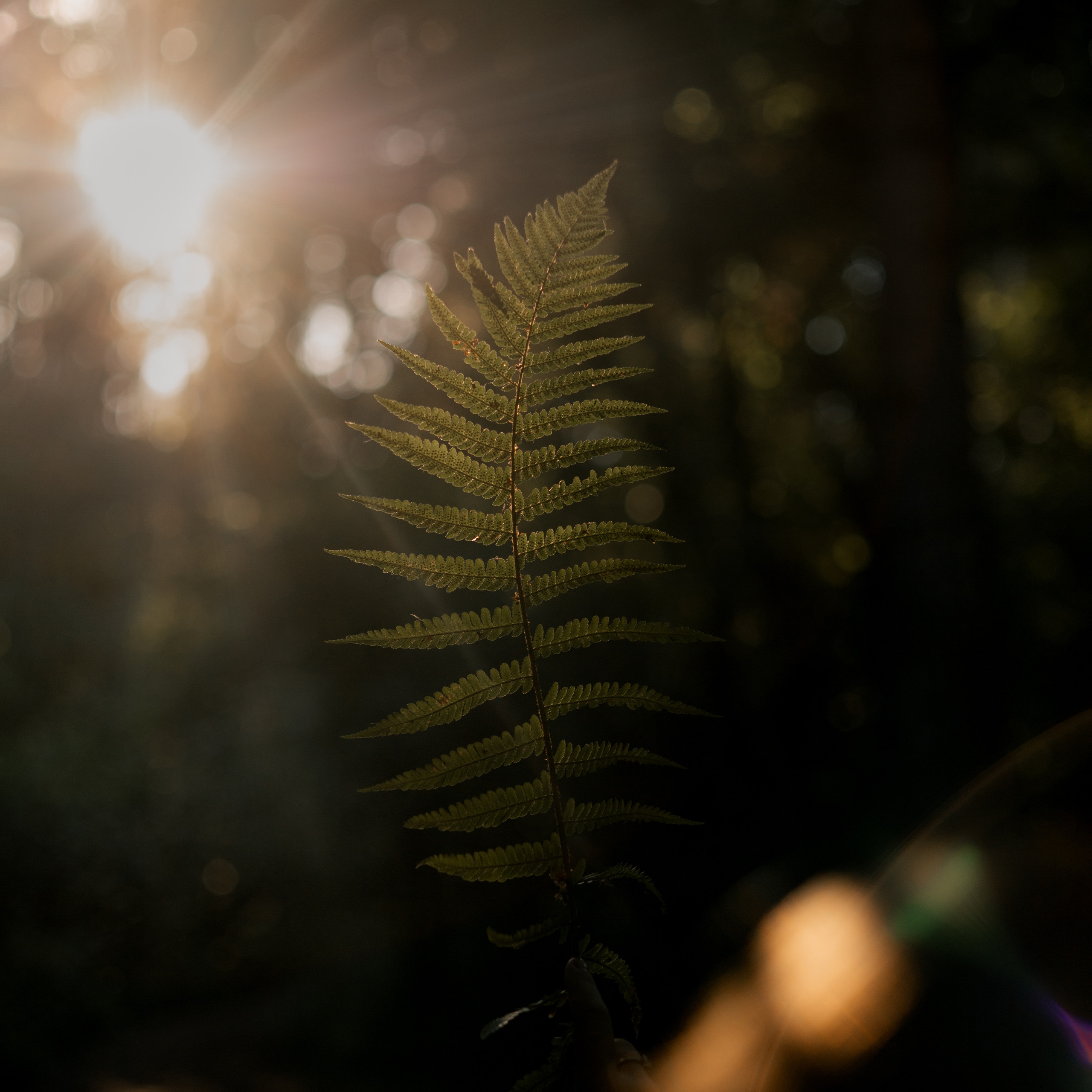 Услуги. Семейный и детский фотограф в Москве Валерия Нестерова