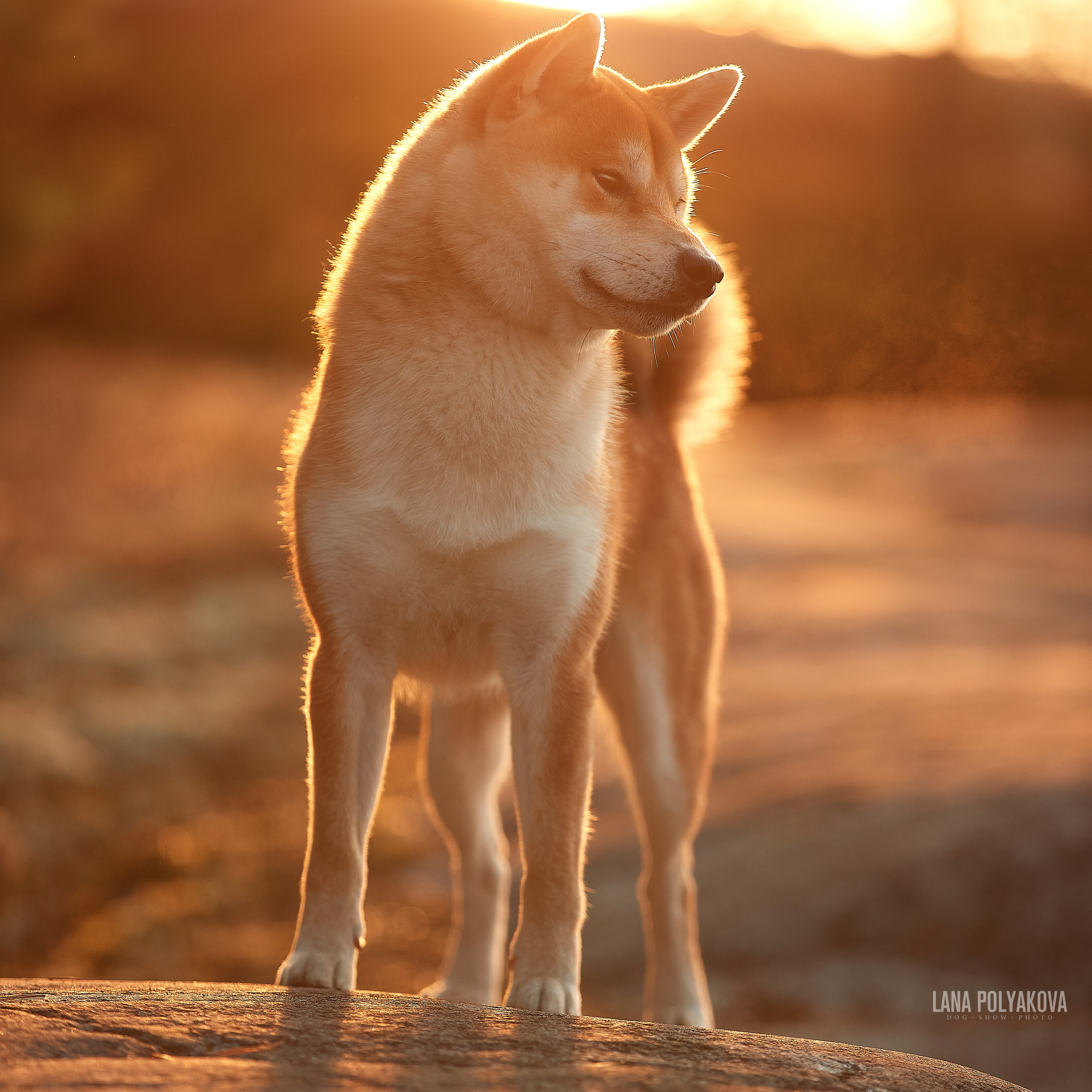 Интервью для фотостудии «Анималистика». ФОТОГРАФ-АНИМАЛИСТ l LANA POLYAKOVA