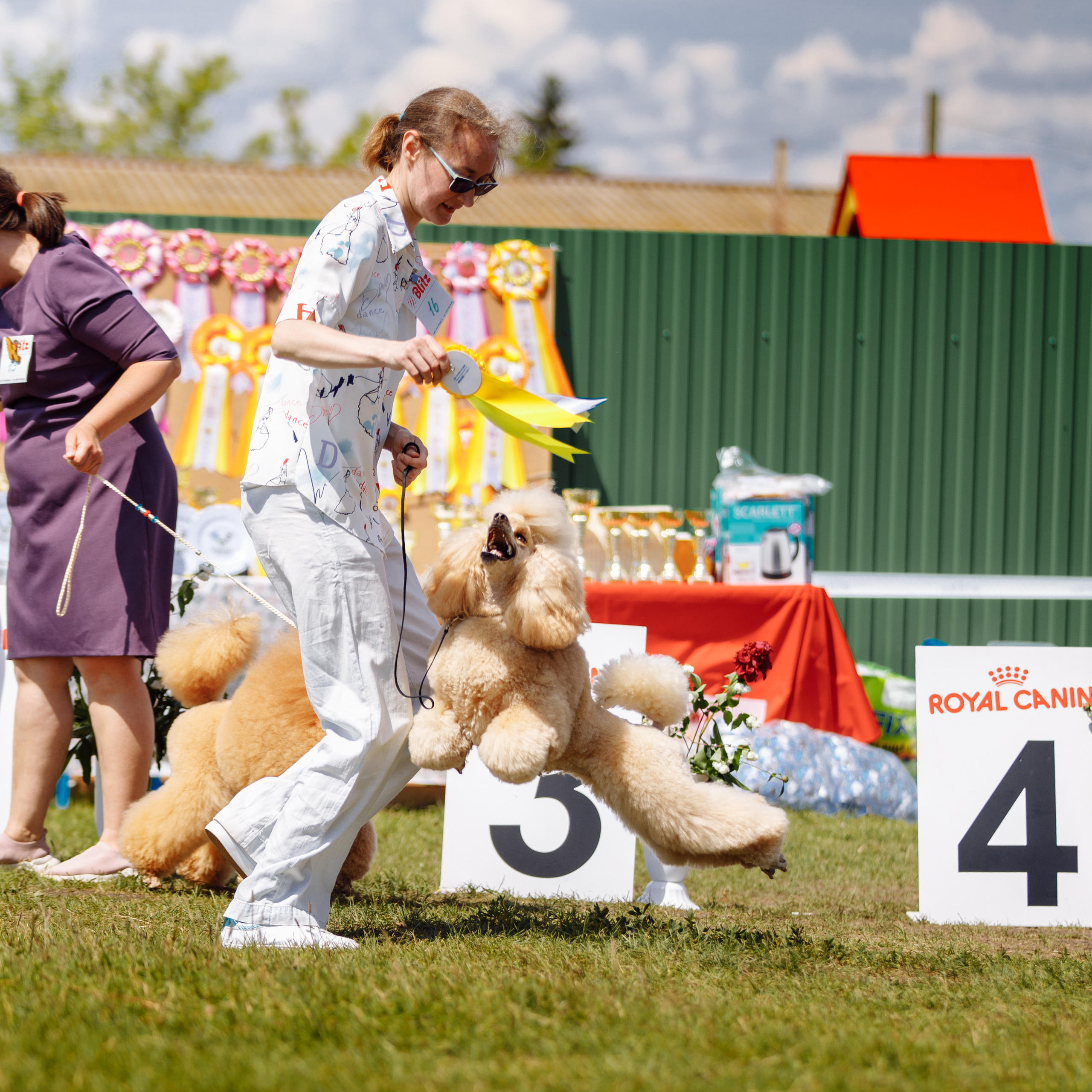 Выставка собак всех пород ранга САС ЧРКФ г. Уфа «РОО КЦ Нурэт РБ». Фотограф-анималист Саша Вязьмина