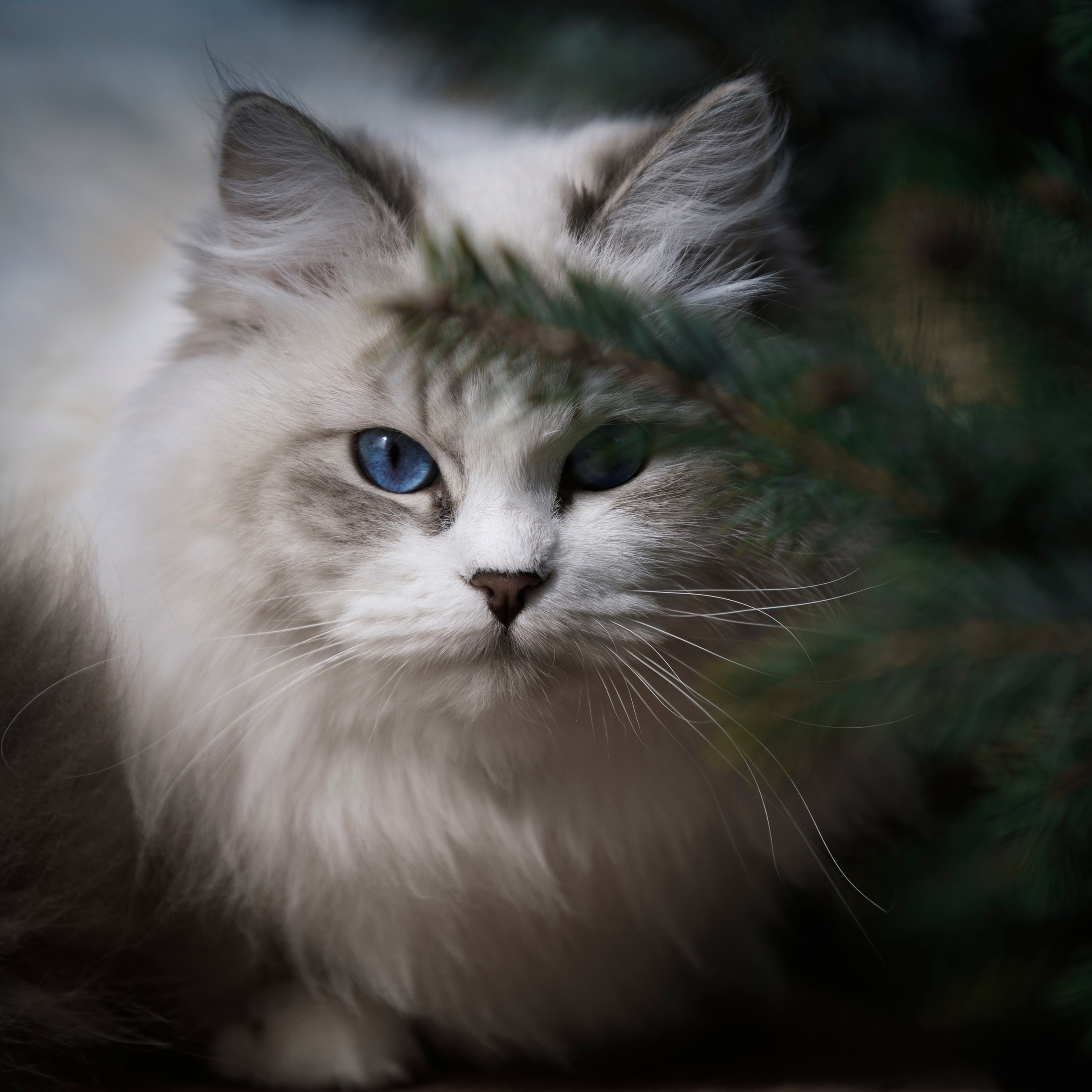 Питомникам. Фотограф-анималист Саша Вязьмина