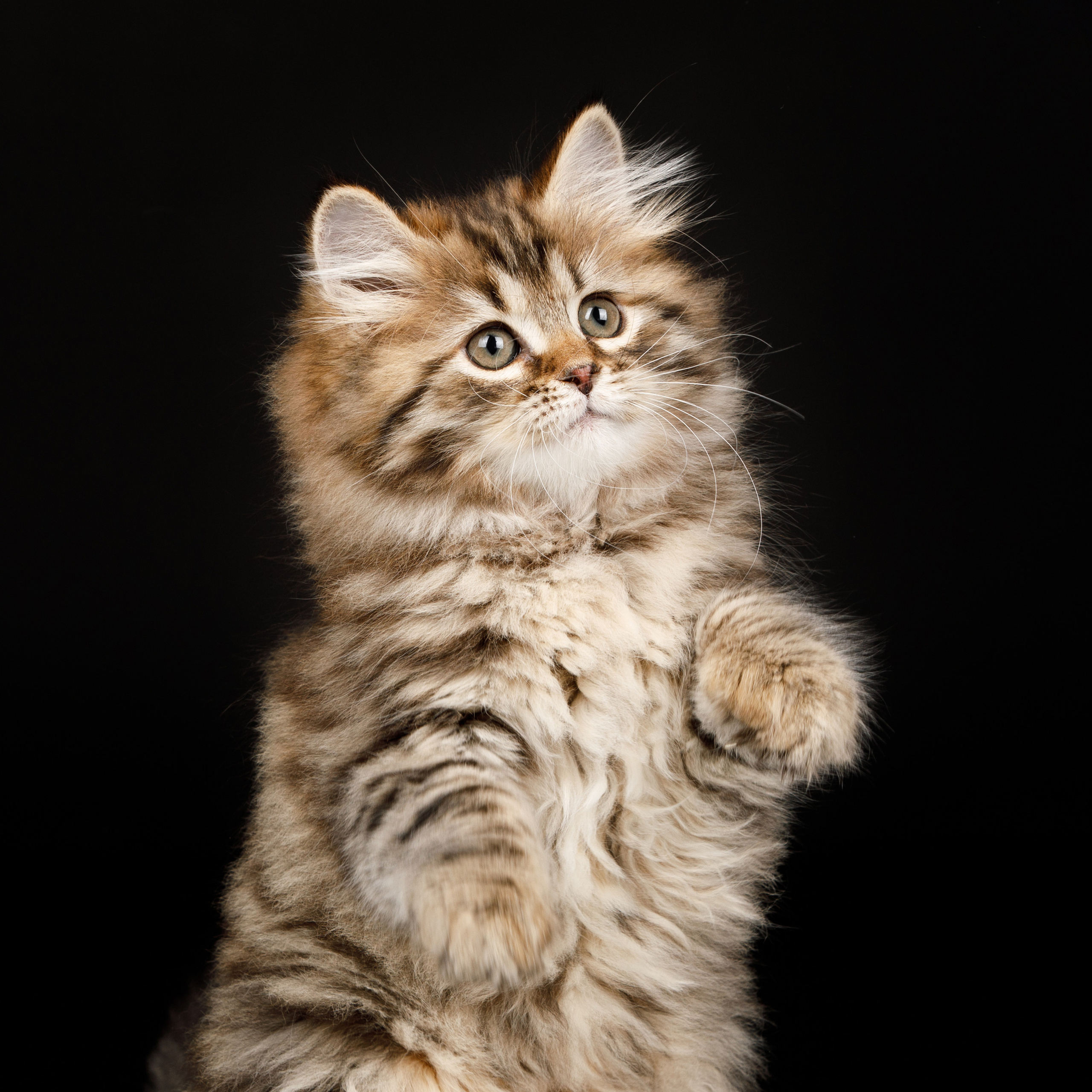 Питомникам. Фотограф-анималист Саша Вязьмина