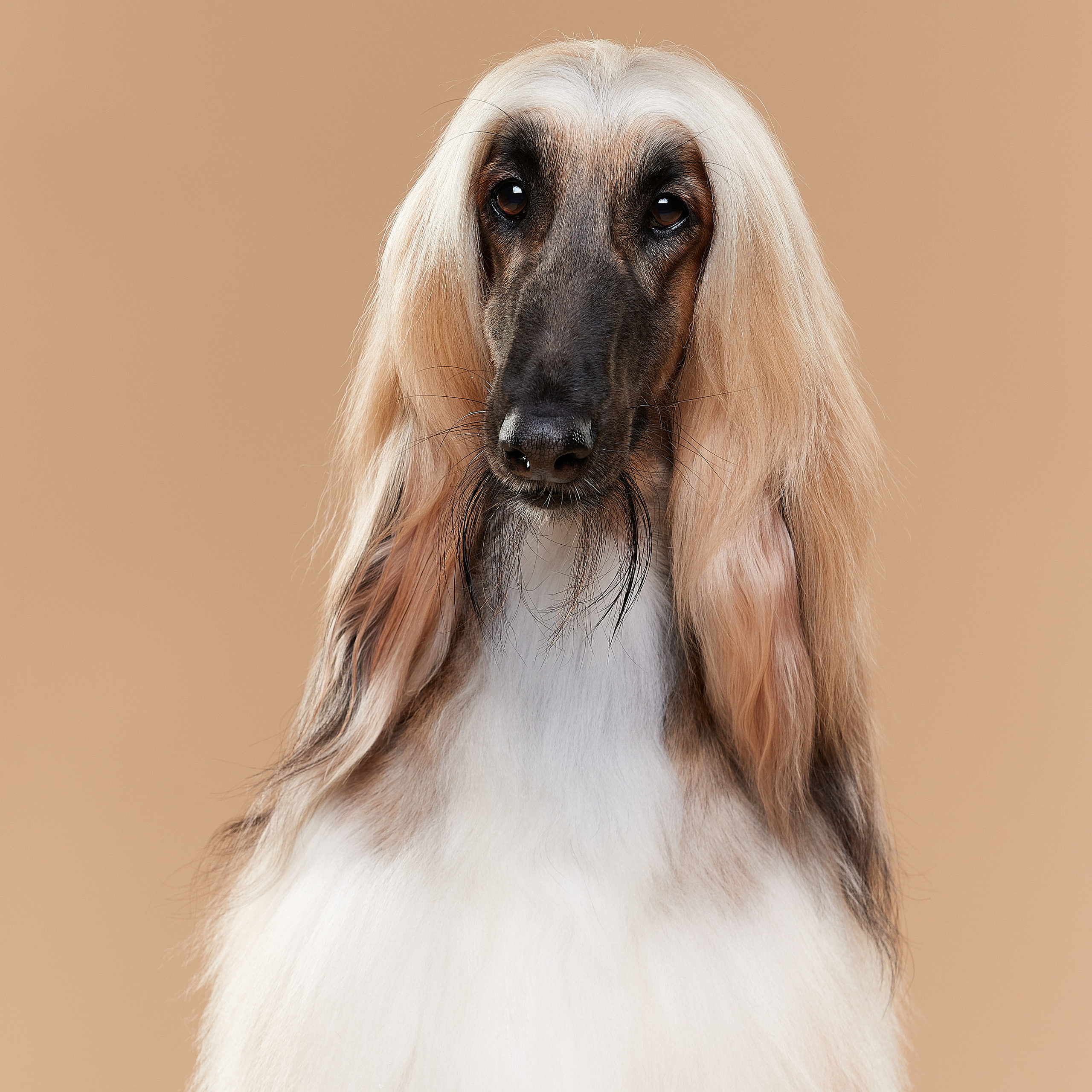 ФОТО. ФОТОГРАФ-АНИМАЛИСТ l LANA POLYAKOVA