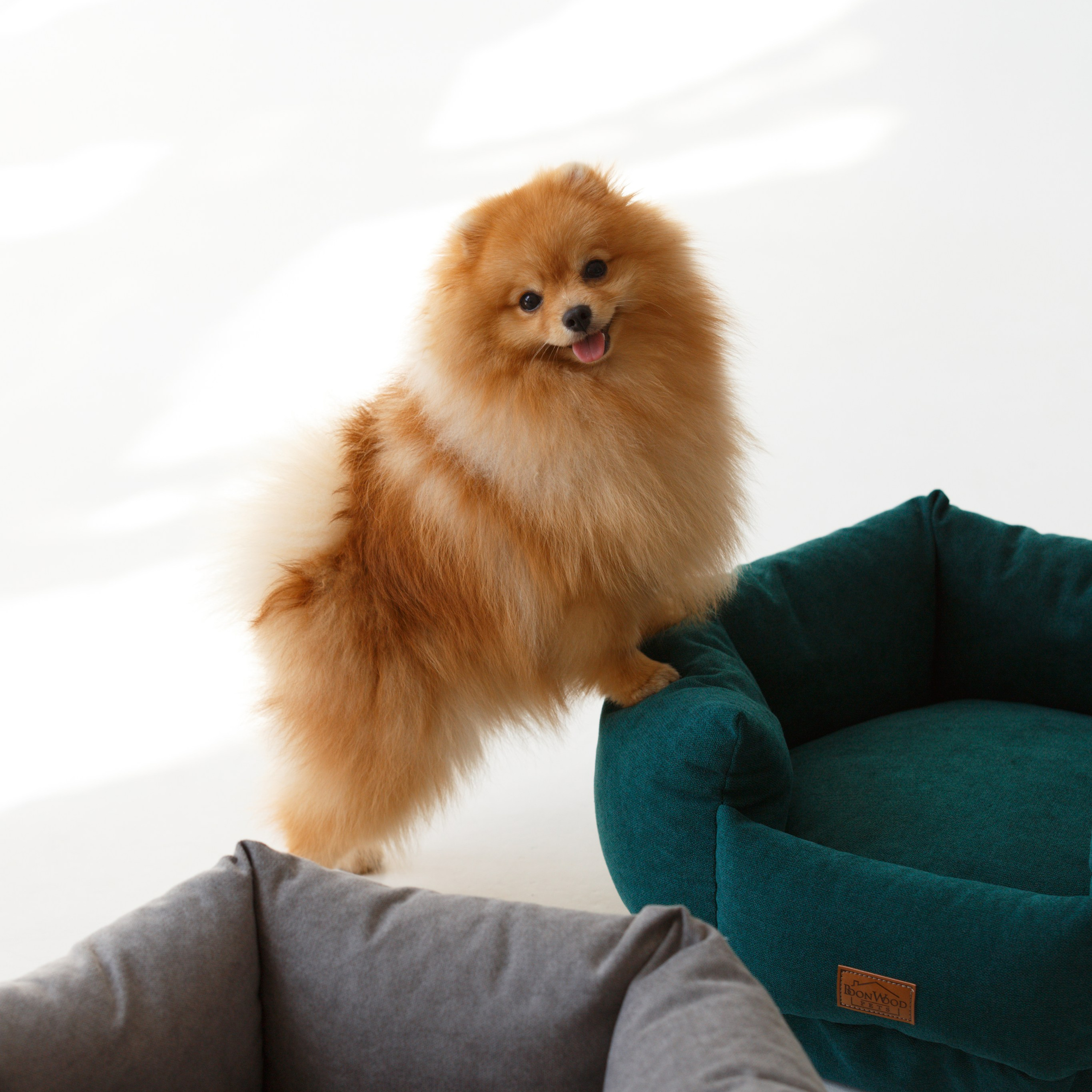 Стоимость. Фотограф анималист Кристина Карпова, Москва