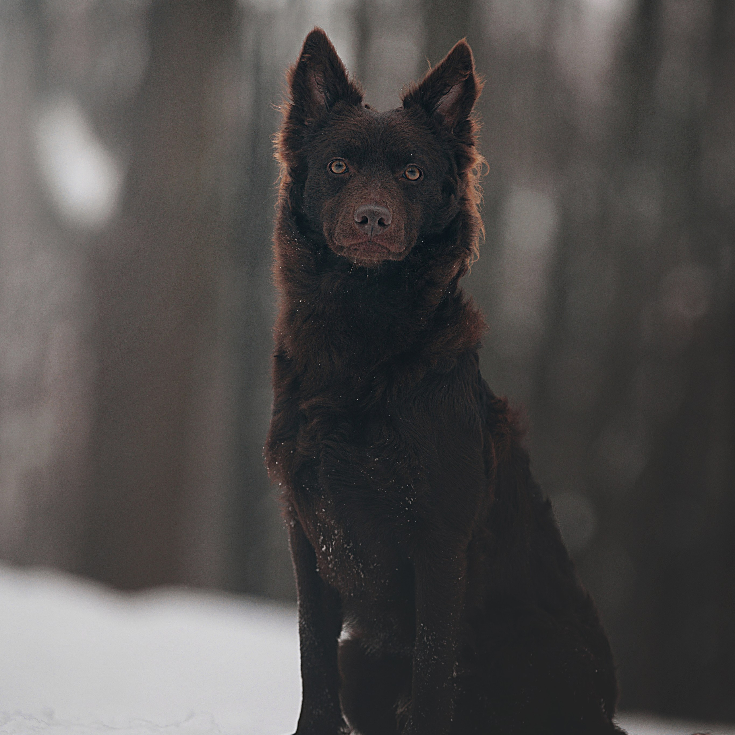 Стоимость. Фотограф анималист Кристина Карпова, Москва