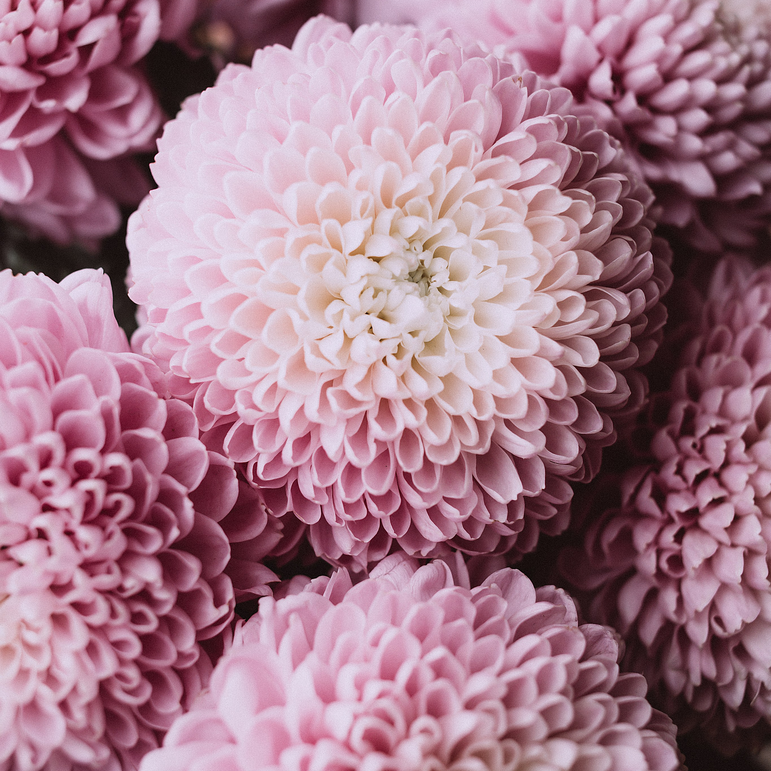 Предметный & фудфотограф Рязань