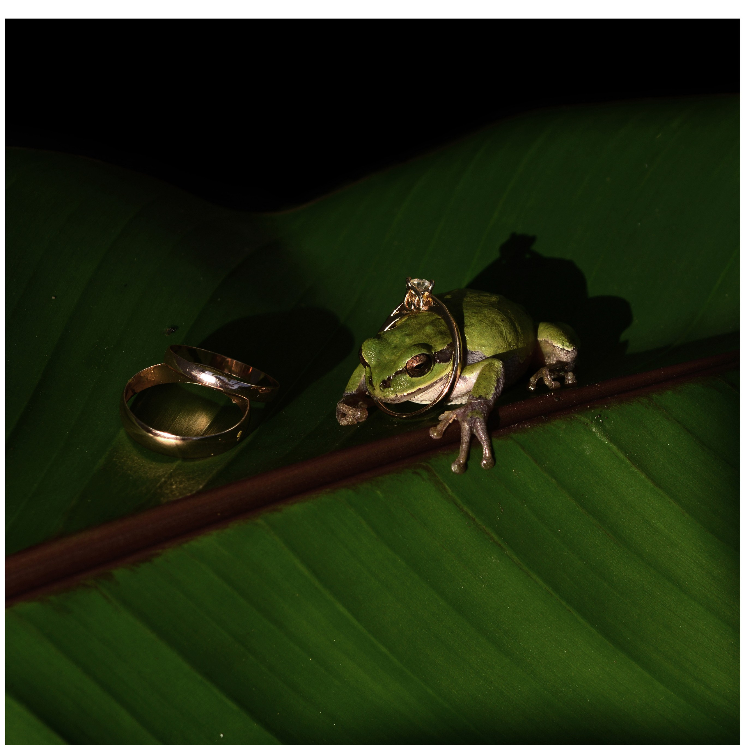 Услуги. Свадебный фотограф Вадим Сучков