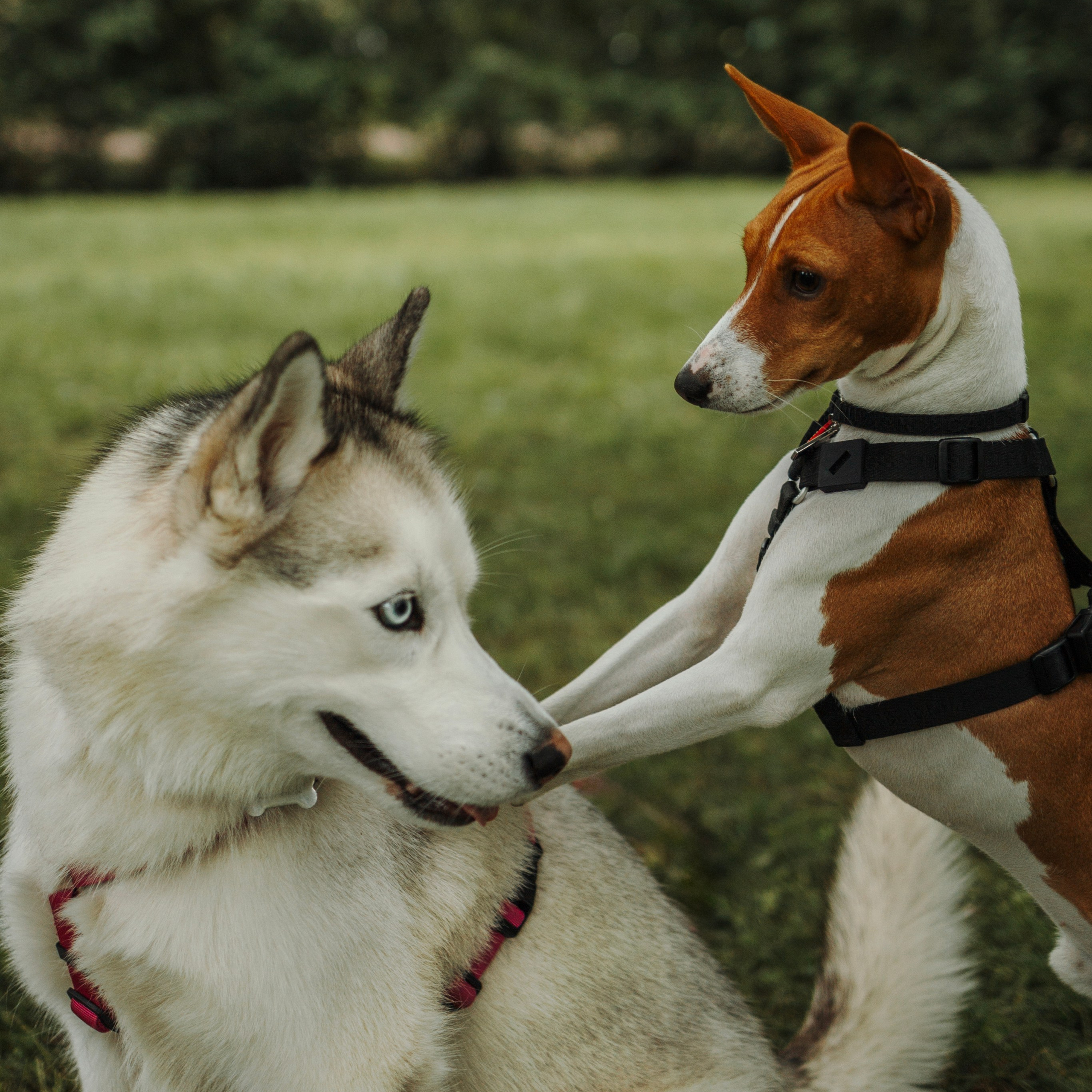 Услуги. Фотограф-анималист в Санкт-Петеребурге Титова Алиса