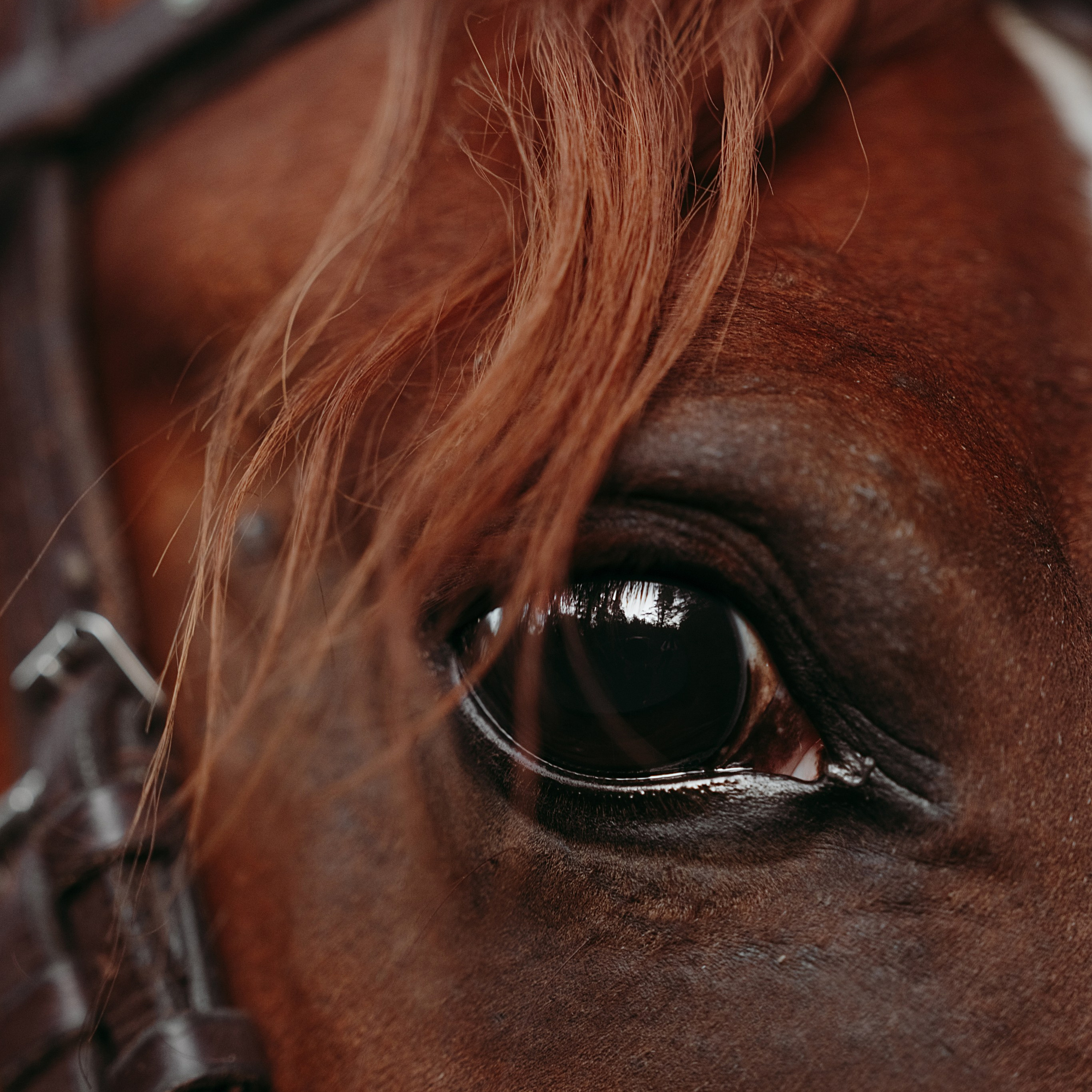 Услуги. Фотограф Сибирика (Ирина Кузнецова), Санкт-Петербург и ЛО — портреты, свадьбы и семейные съемки. Творческий подход и качественные фото