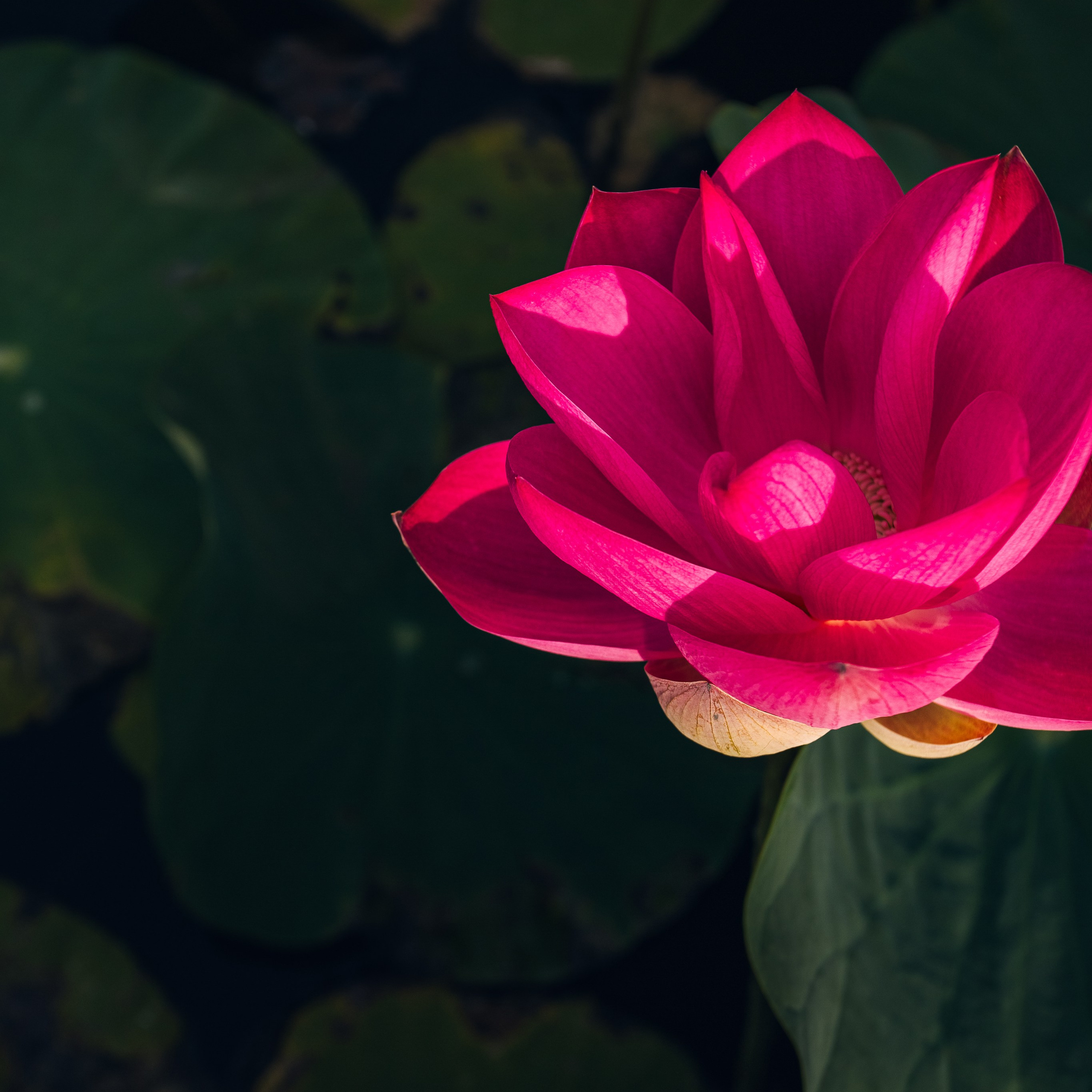 Фототур в Хуахин (Тайланд). Семейный и художественный фотограф в Тюмени Юлия Логинова