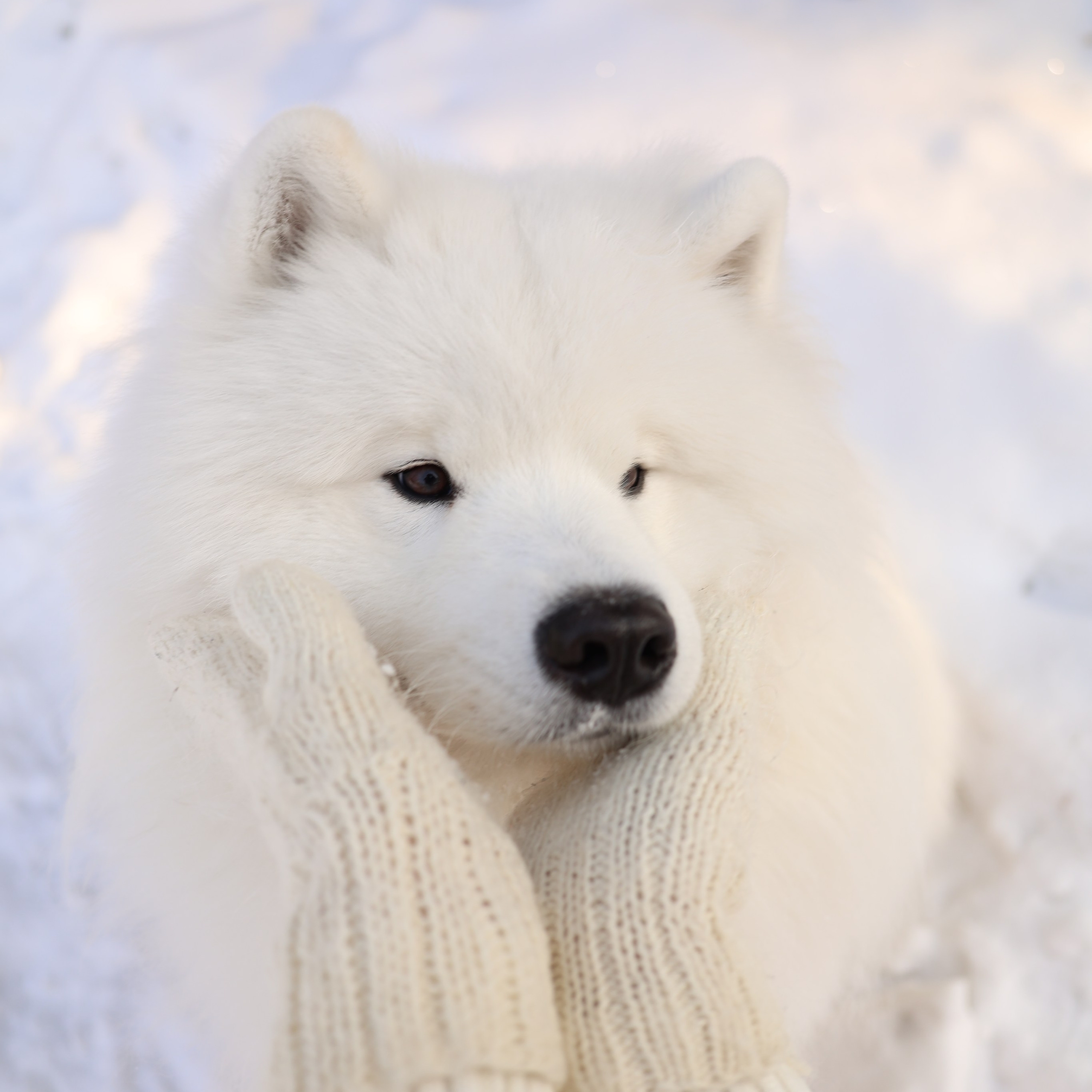Самоед Новосибирск