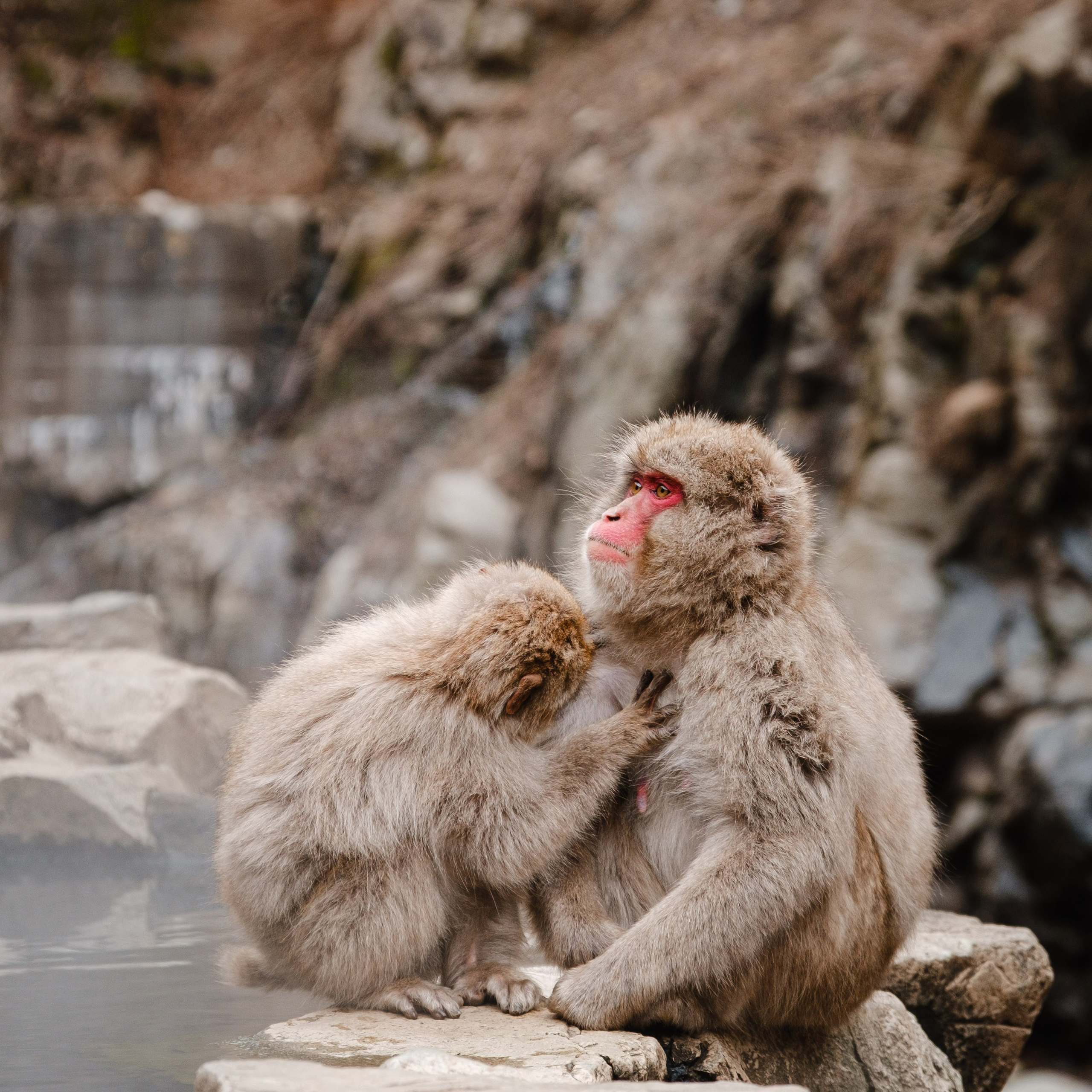 Невероятная Япония: Сезон Цветение Сакуры. Свадебный и Студийный фотограф из Казахстана Артем Орлянский